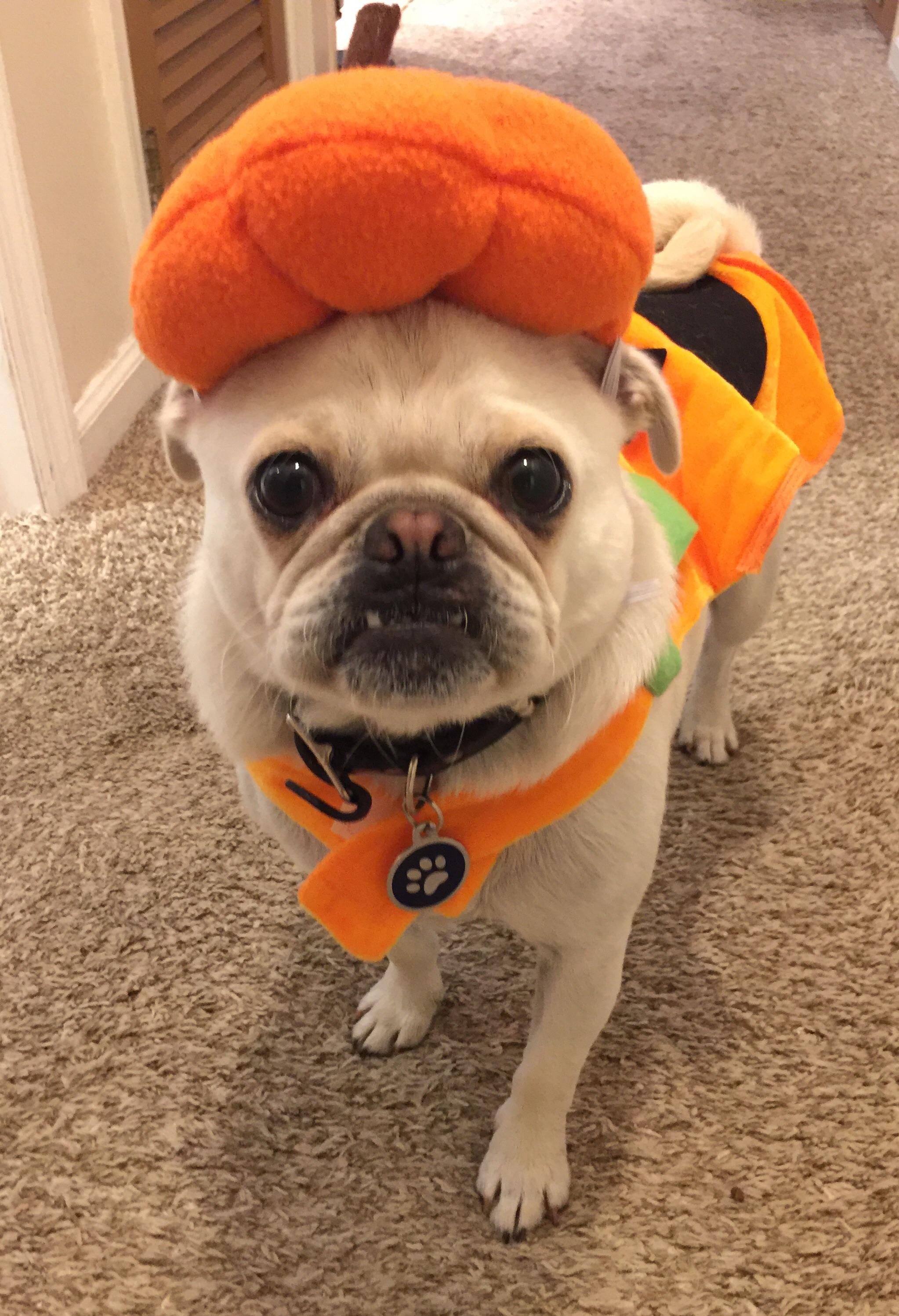 My pugkin is ready for Halloween pugs