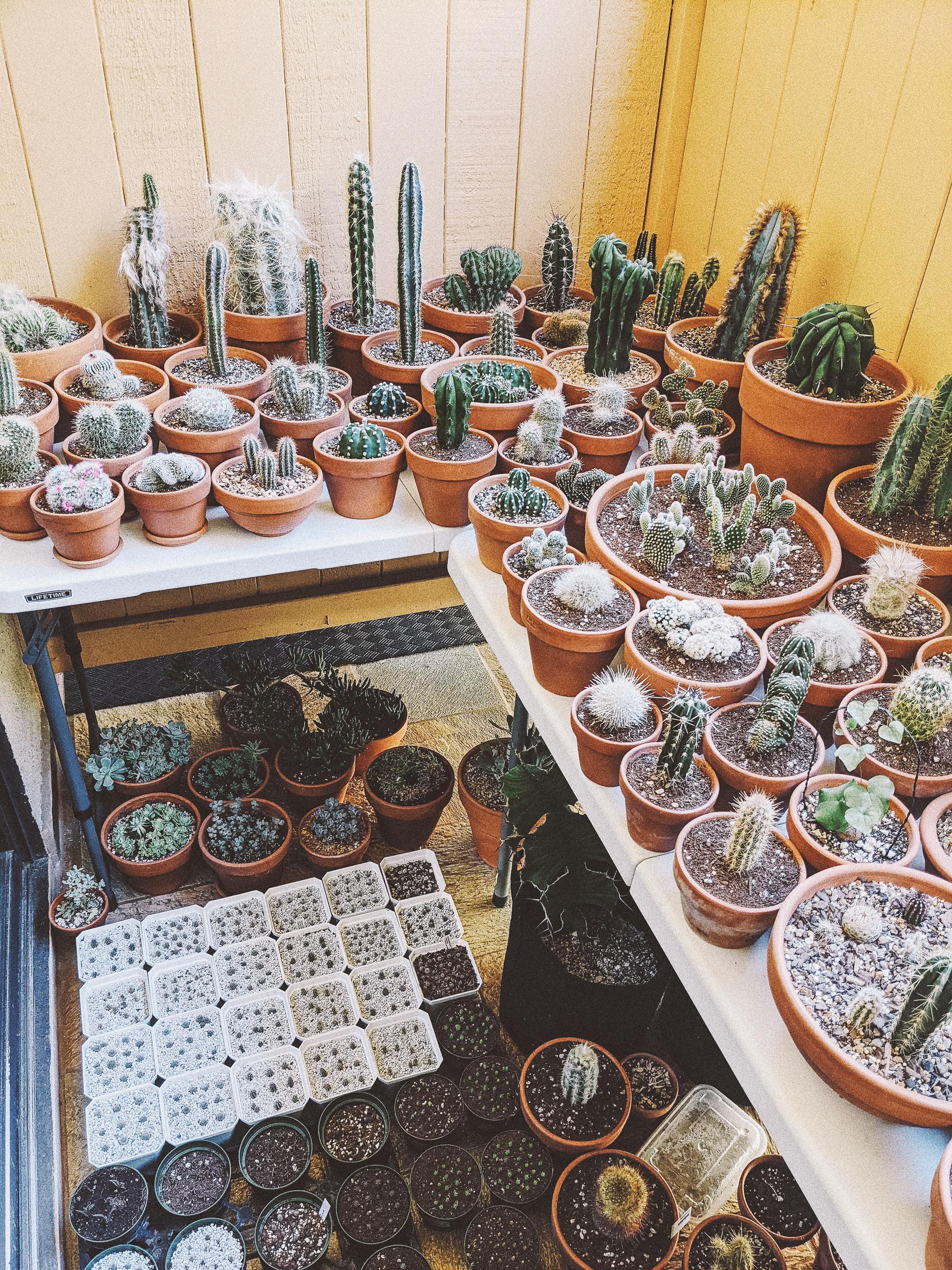 The best part of the apartment 💯 r/cactus
