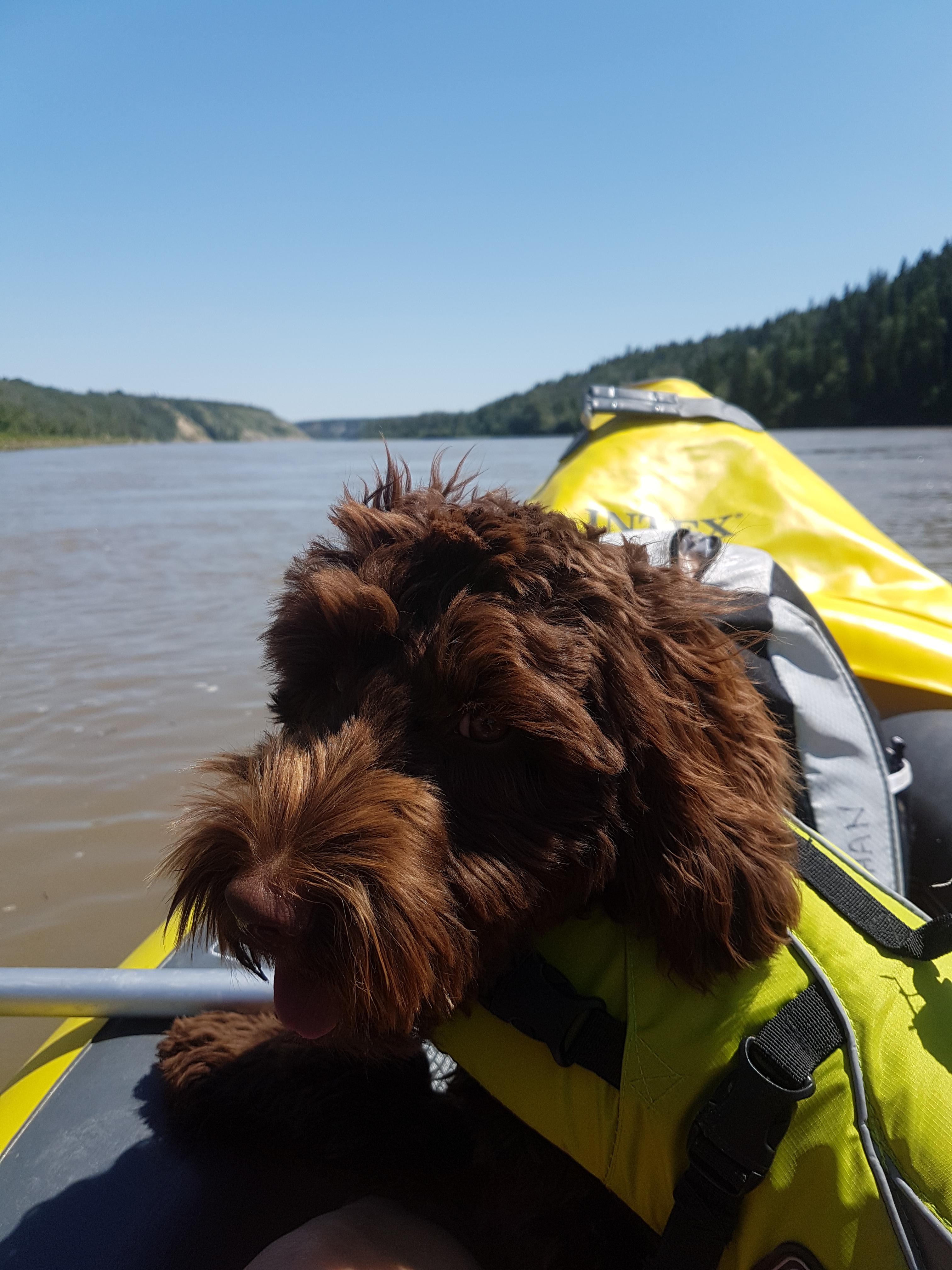 Our Australian Labradoodle on the water. Her name is Penny. She's a
