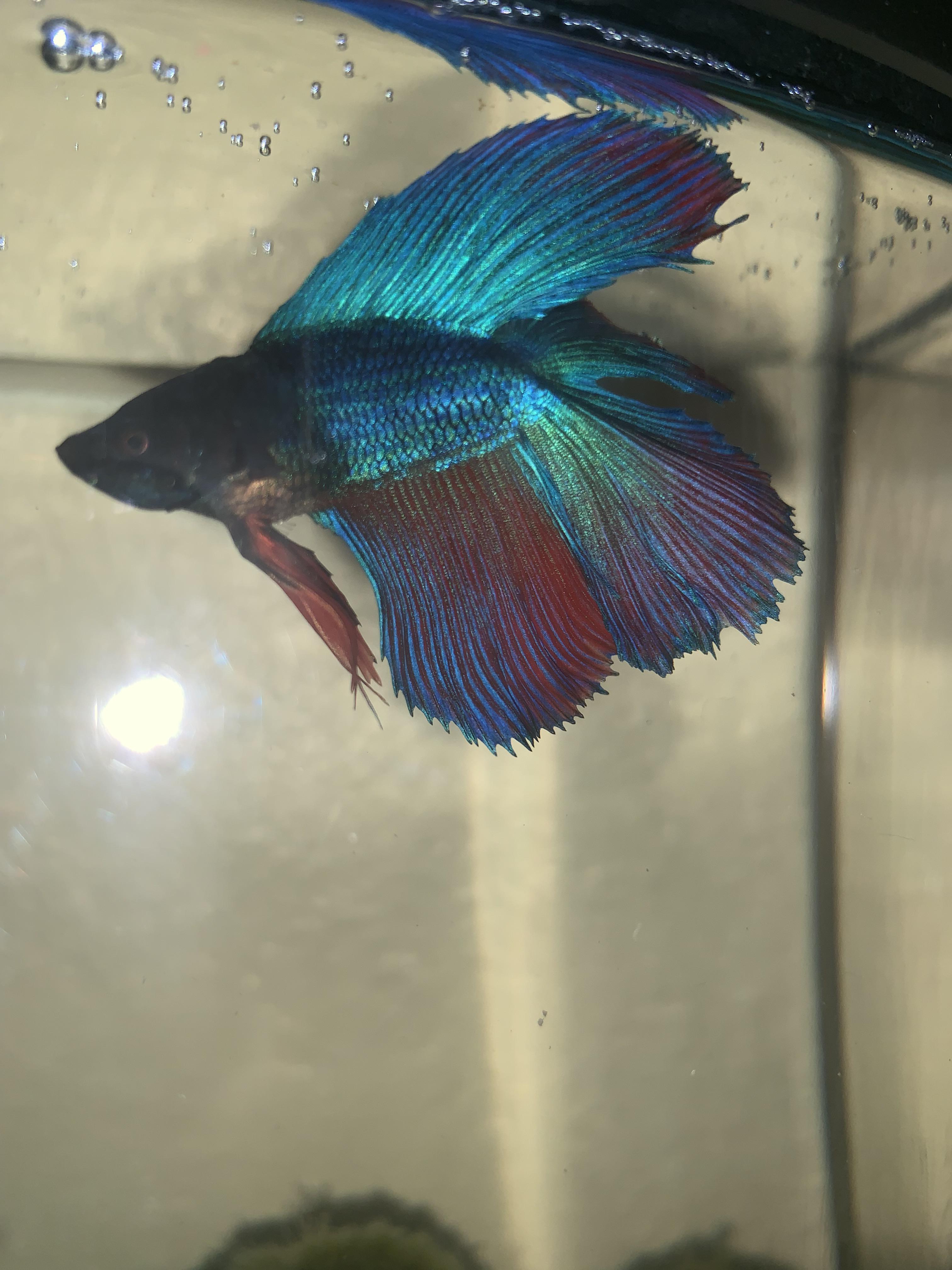 Hey guys! This is my new male Betta fish, unfortunately, I didn’t know
