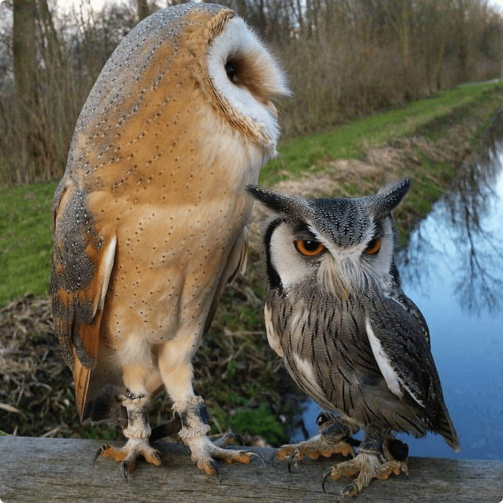Have you seen big owl? Who? birb