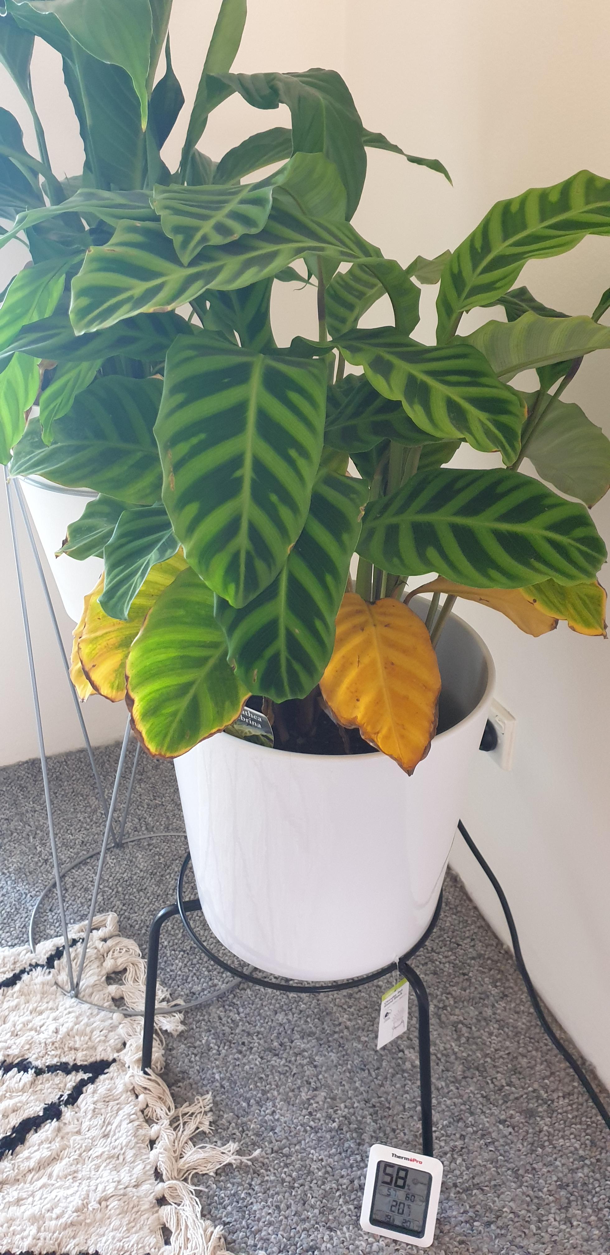 Calathea Leaves Turning Yellow Reasons And How To Fix, 51 OFF