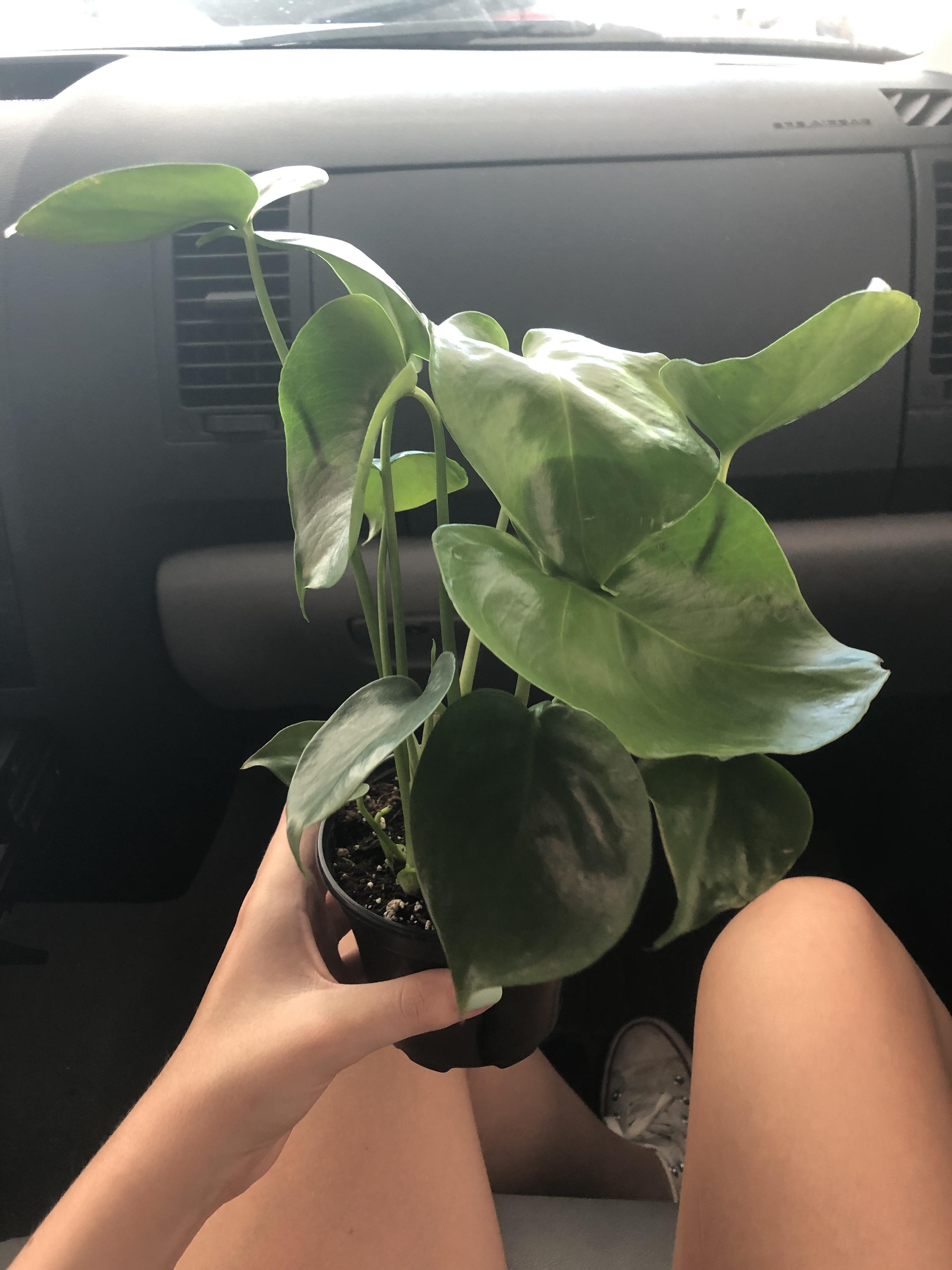 Baby 4” Monstera Care Tips? (watering, light, fertilizing, etc) Monstera