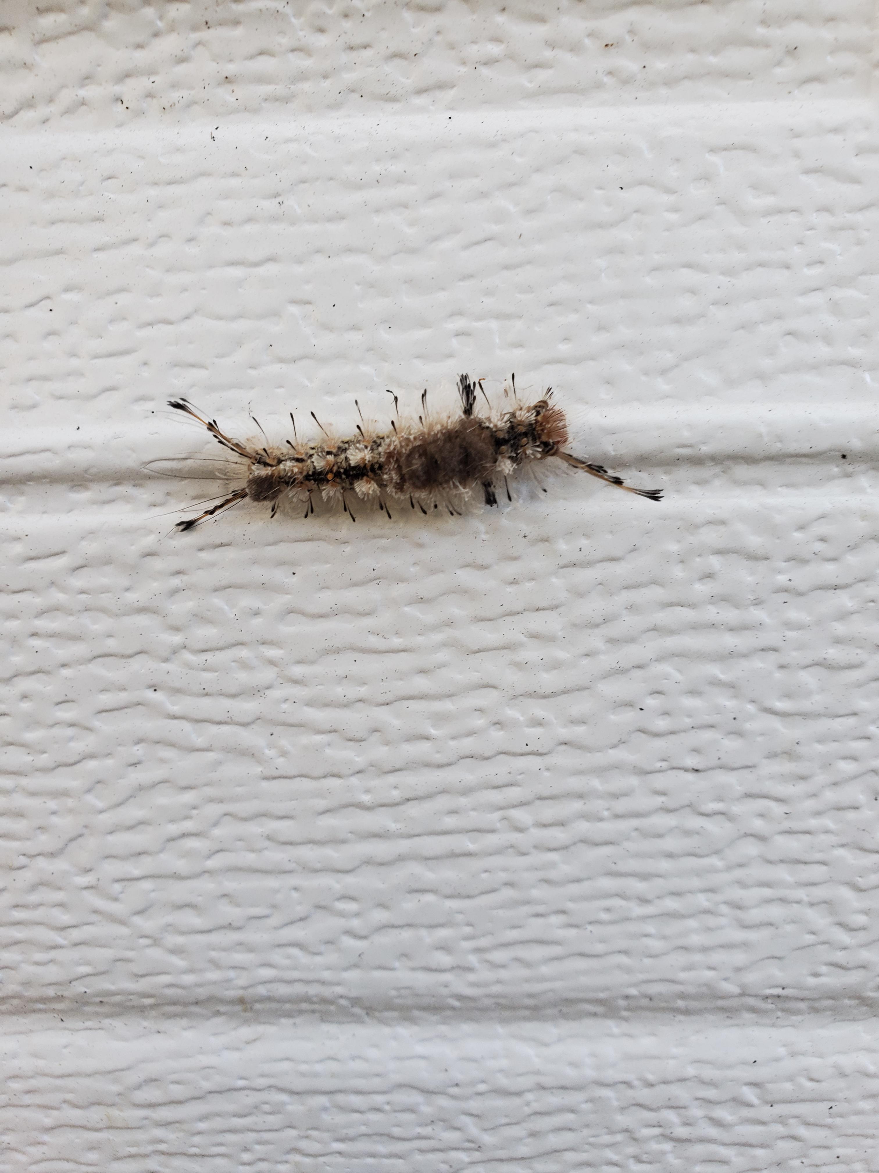 I found it at my garage door (Valrico Florida) r/whatsthisbug