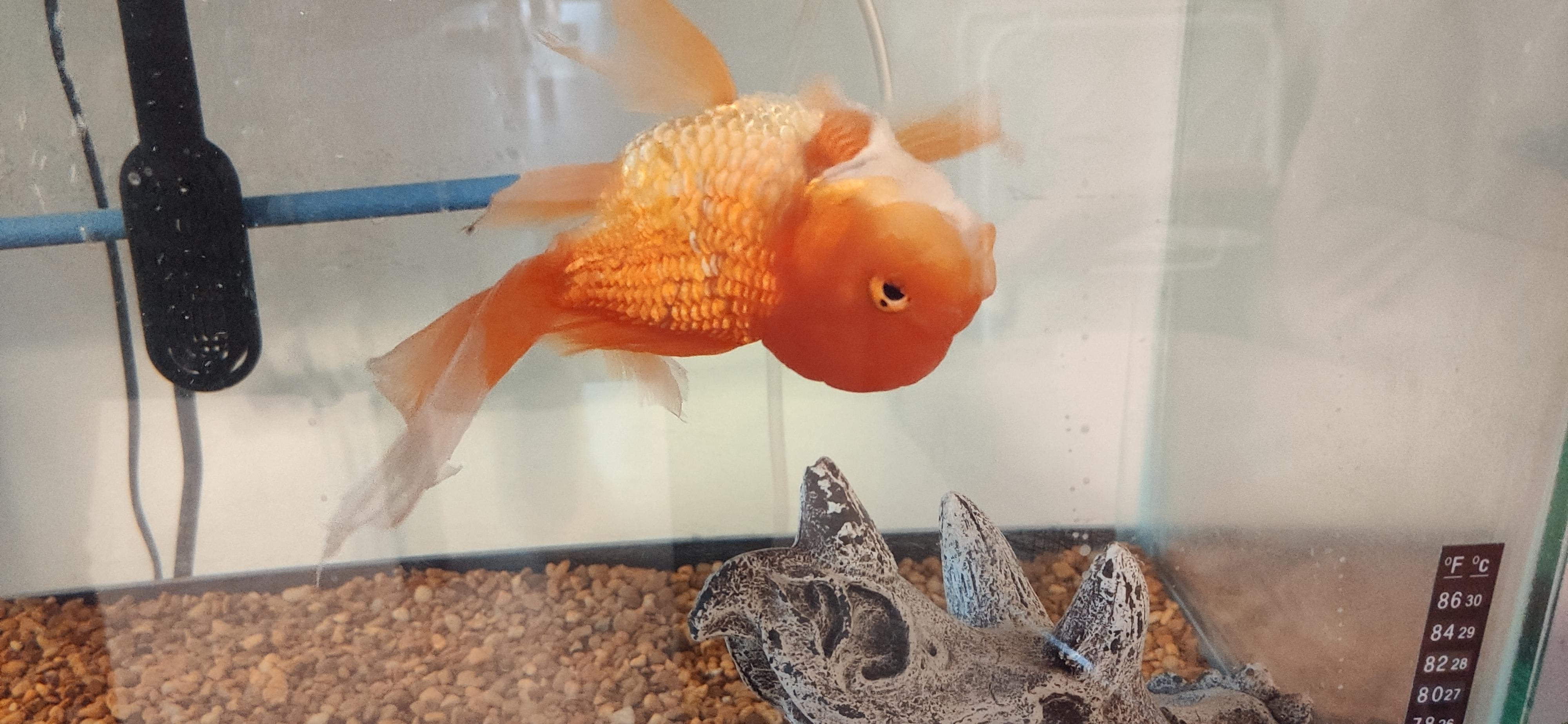 Update I've been treating her for dropsy, just gave her a third epsom