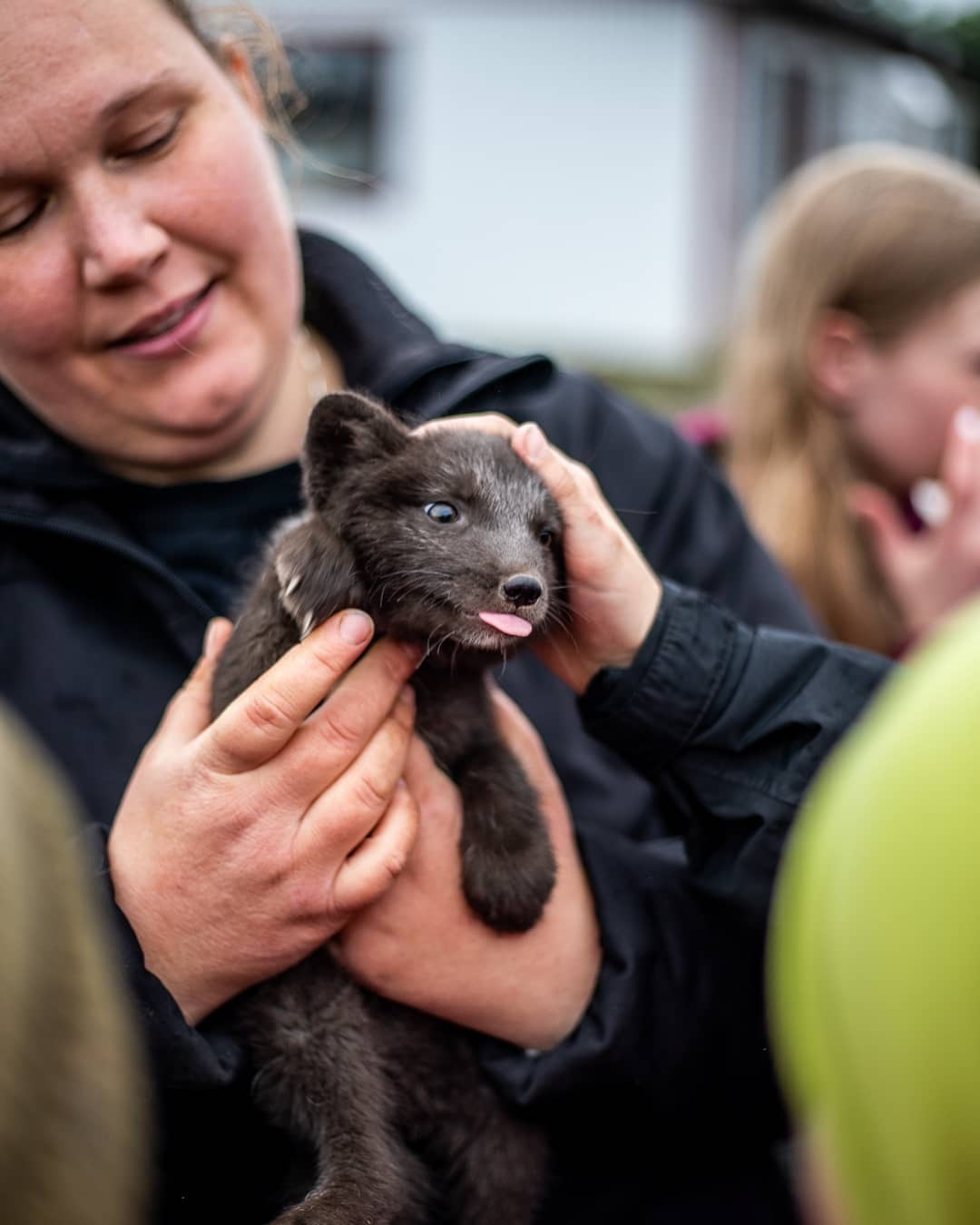 Icelandic fox pupp mlem r/aww