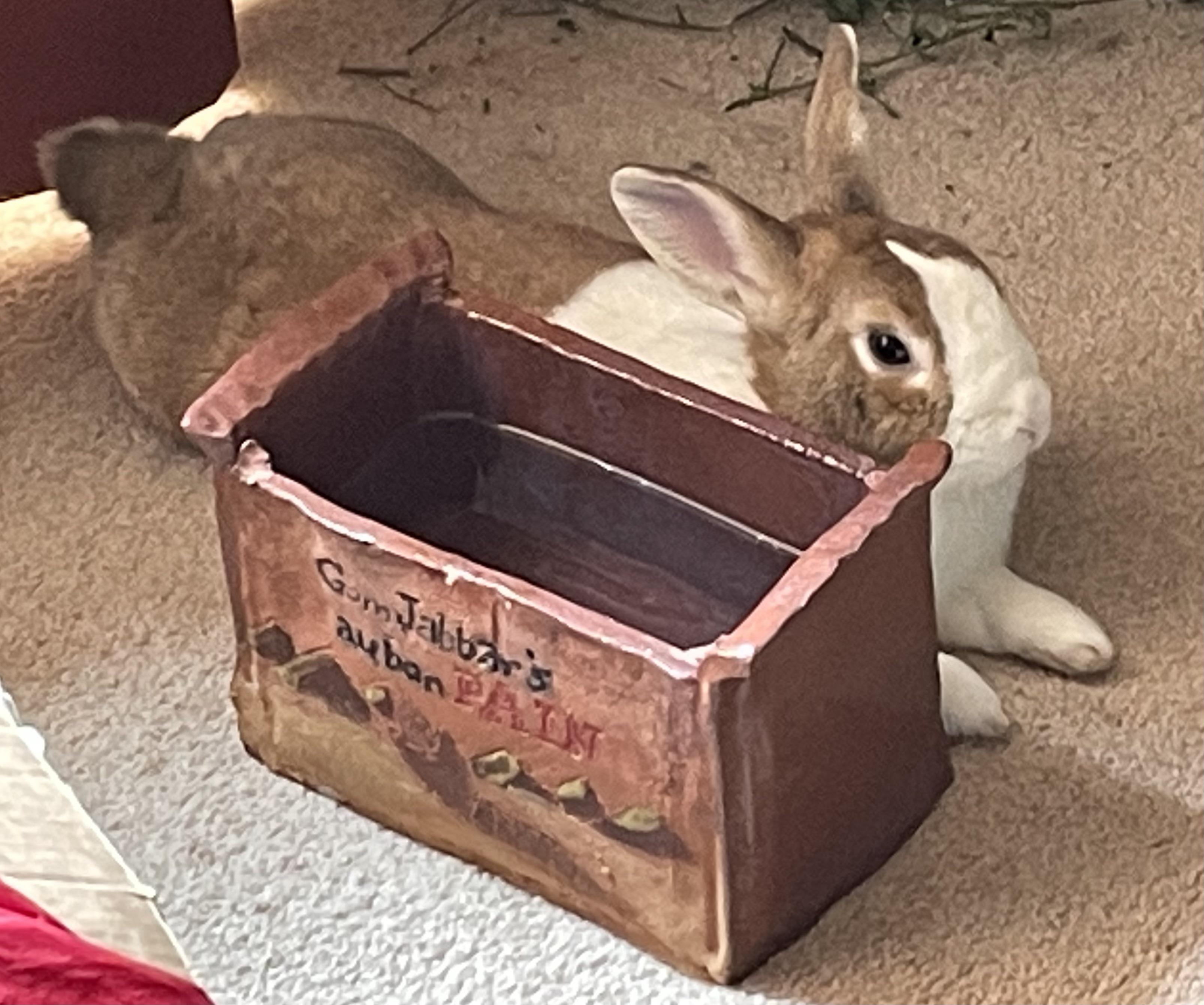the spicy hay must flow : dutchbunnymafia