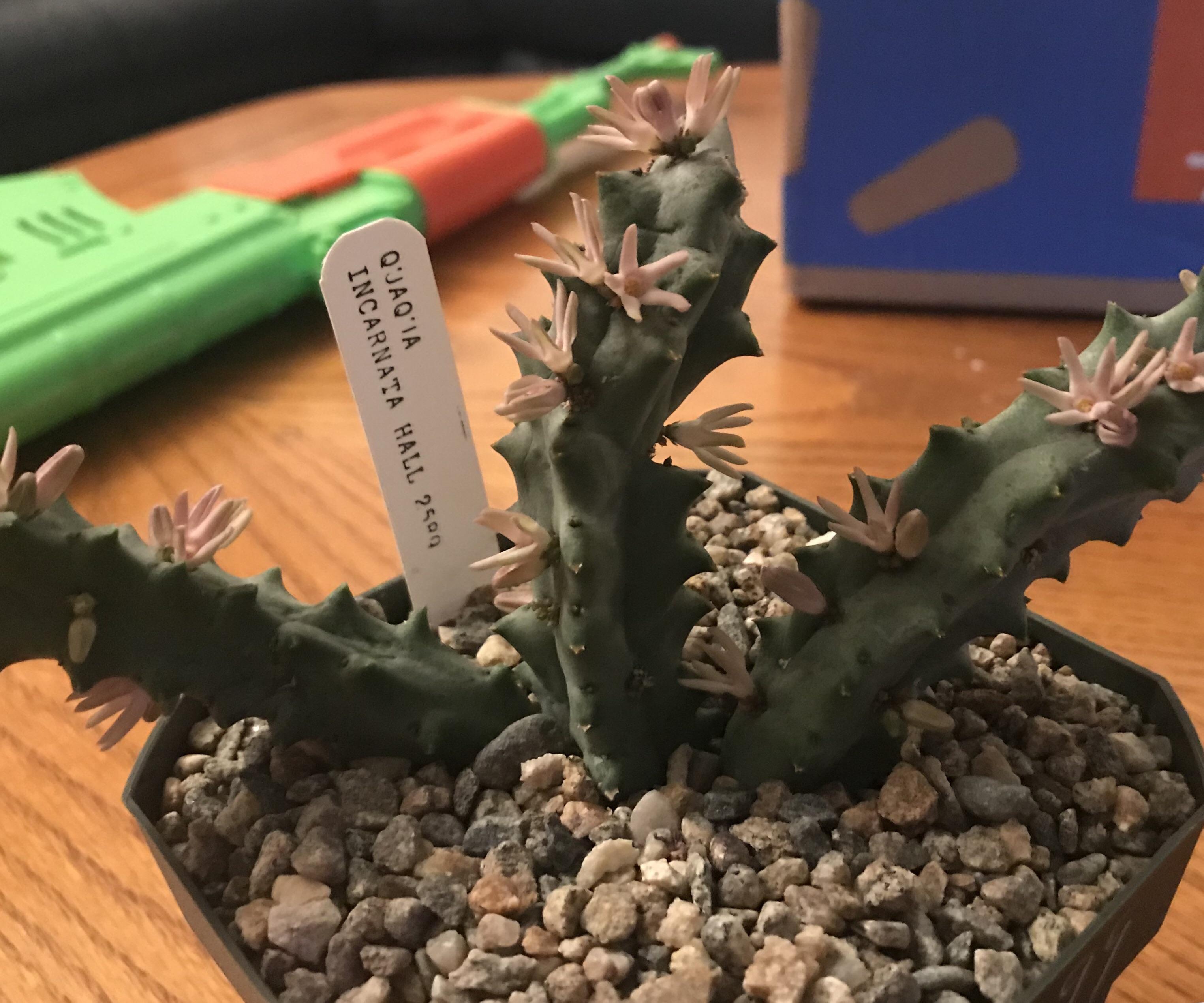 My Quaqua Incarnata in bloom. But man the flowers smell like stinky