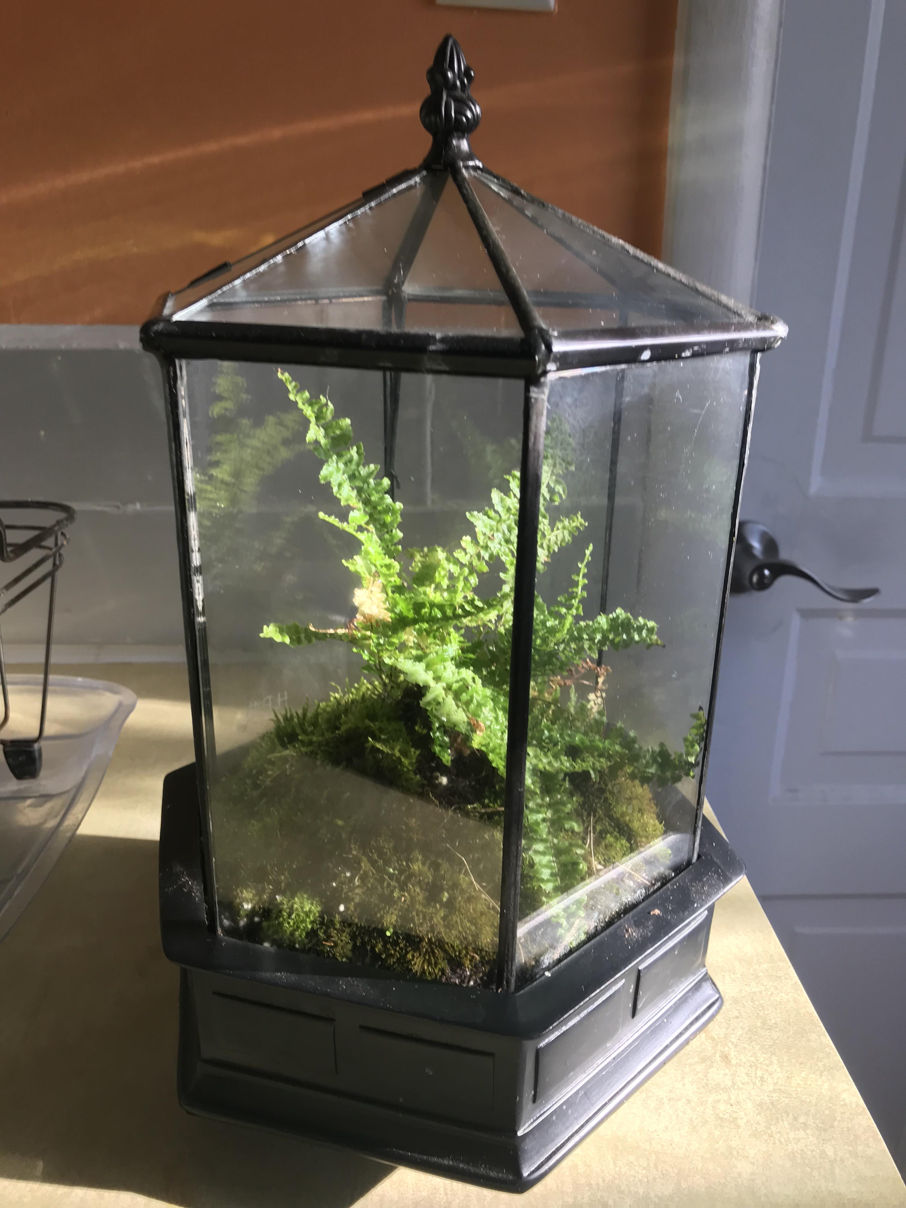 Terrarium redux. Just harvested the moss to line the soil. Any advice