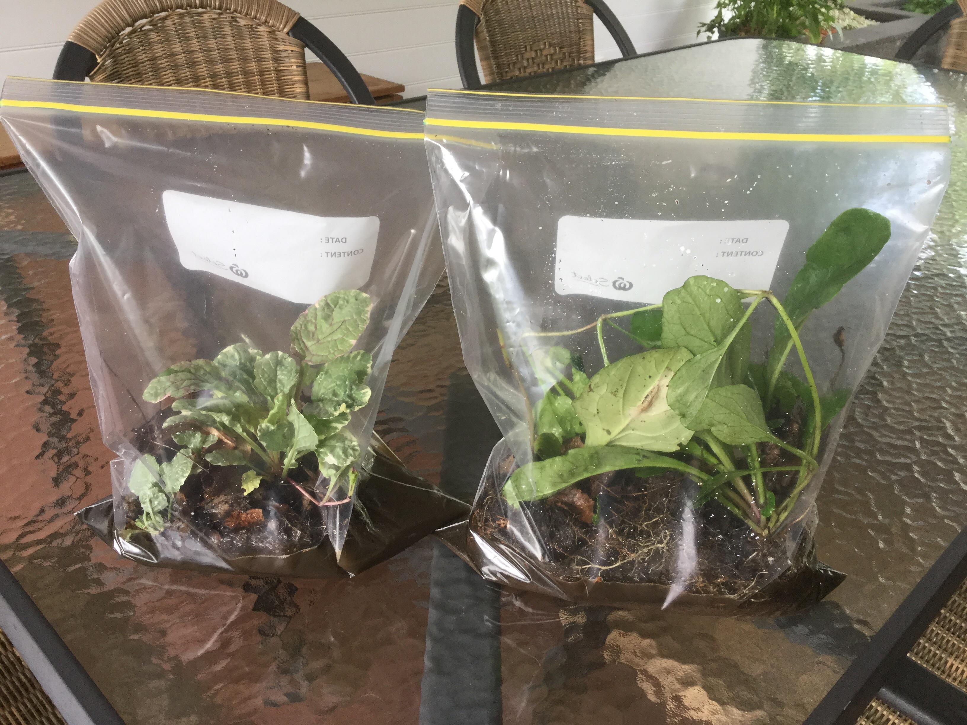 I use ziplock bags to share plants with friends. Just like a mini hot
