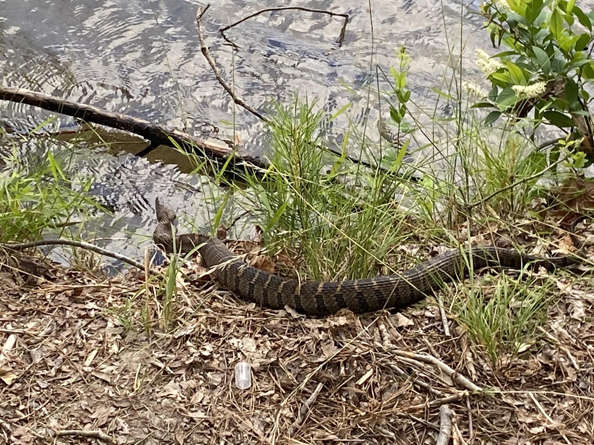 What kind of snake is this? Stone Mountain Park, GA r/snakes