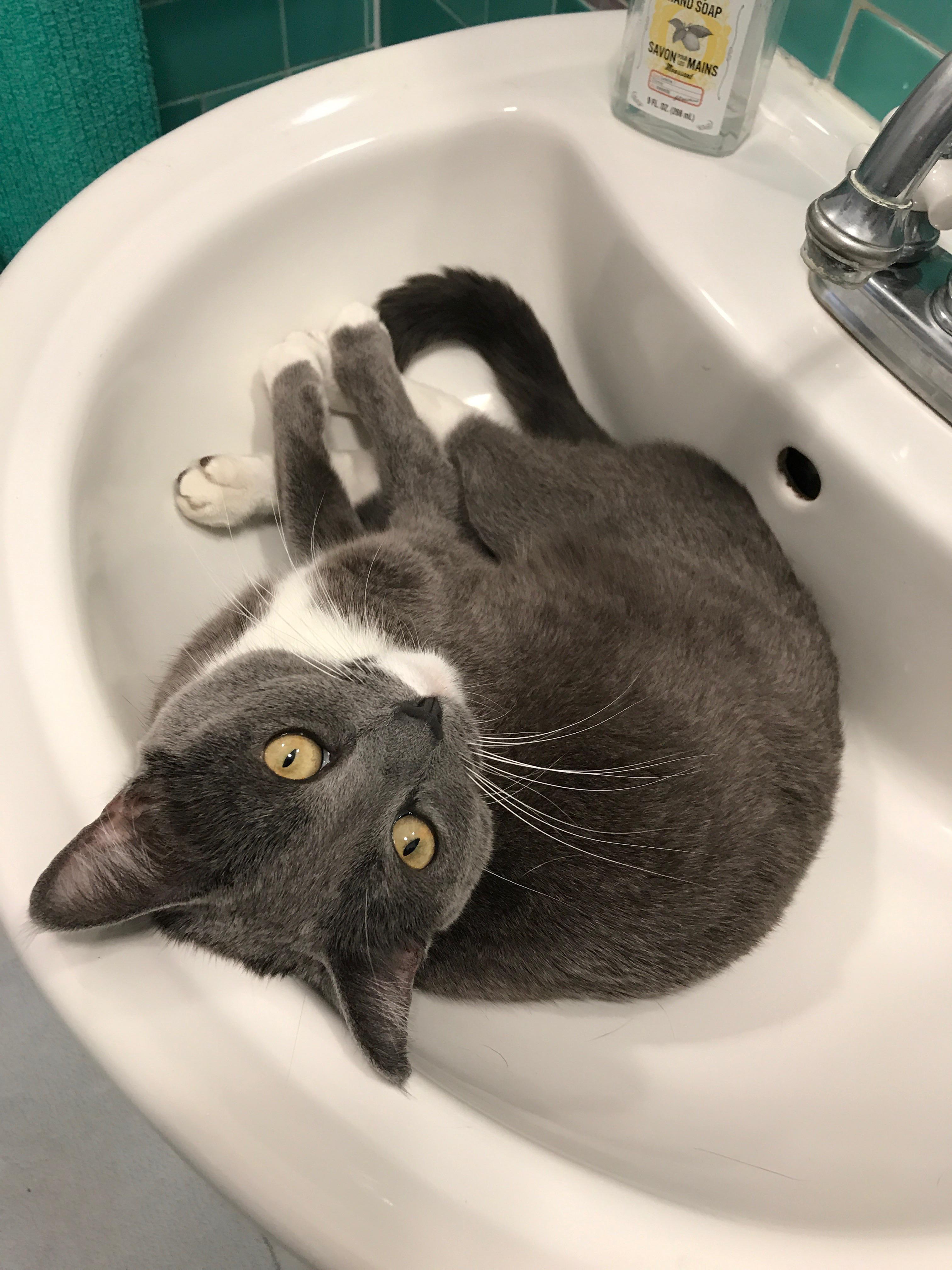 It’s a cat! In a sink! r/CatsInSinks