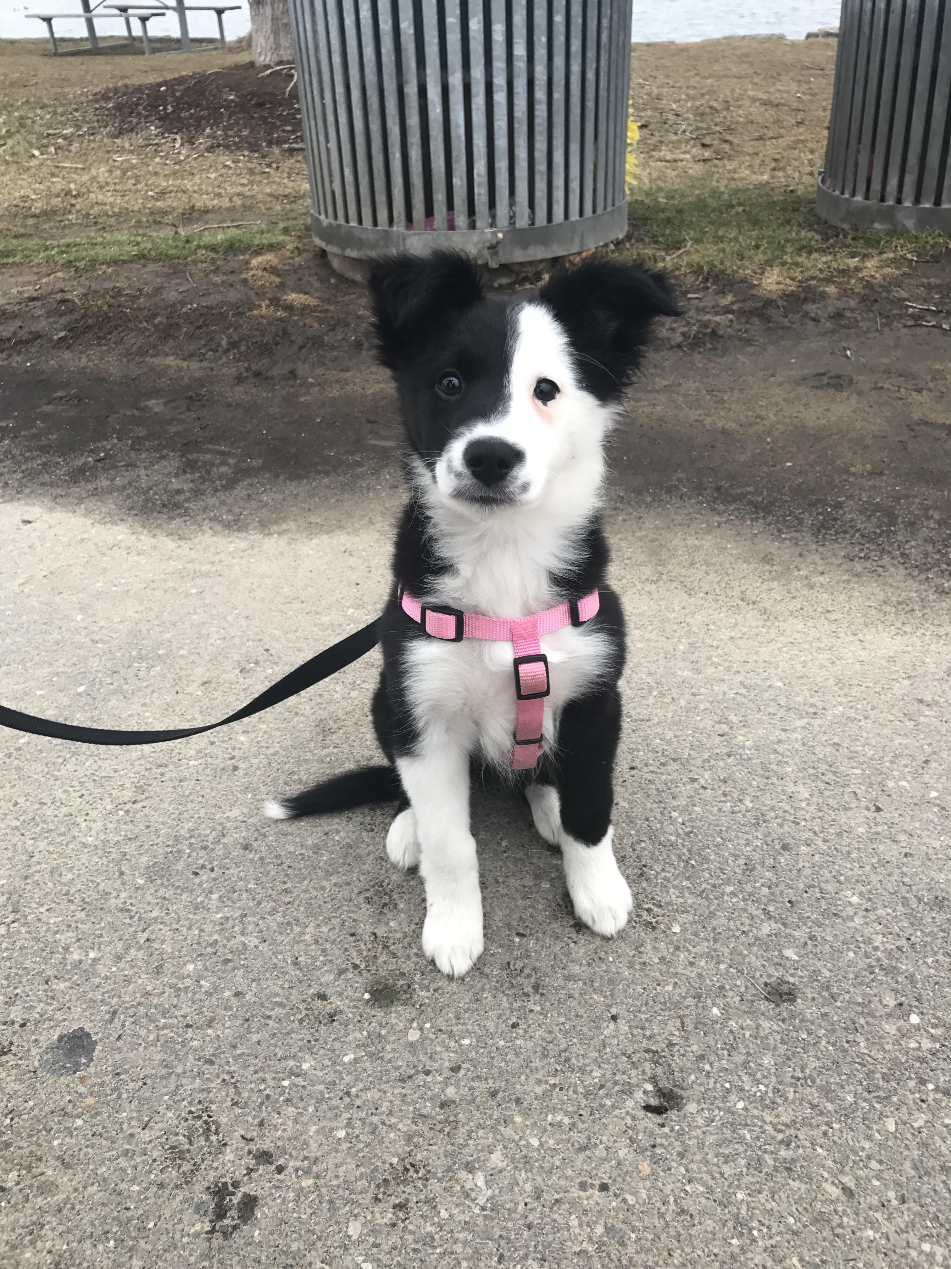 11 weeks old and proud of her floppy ears! BorderCollie