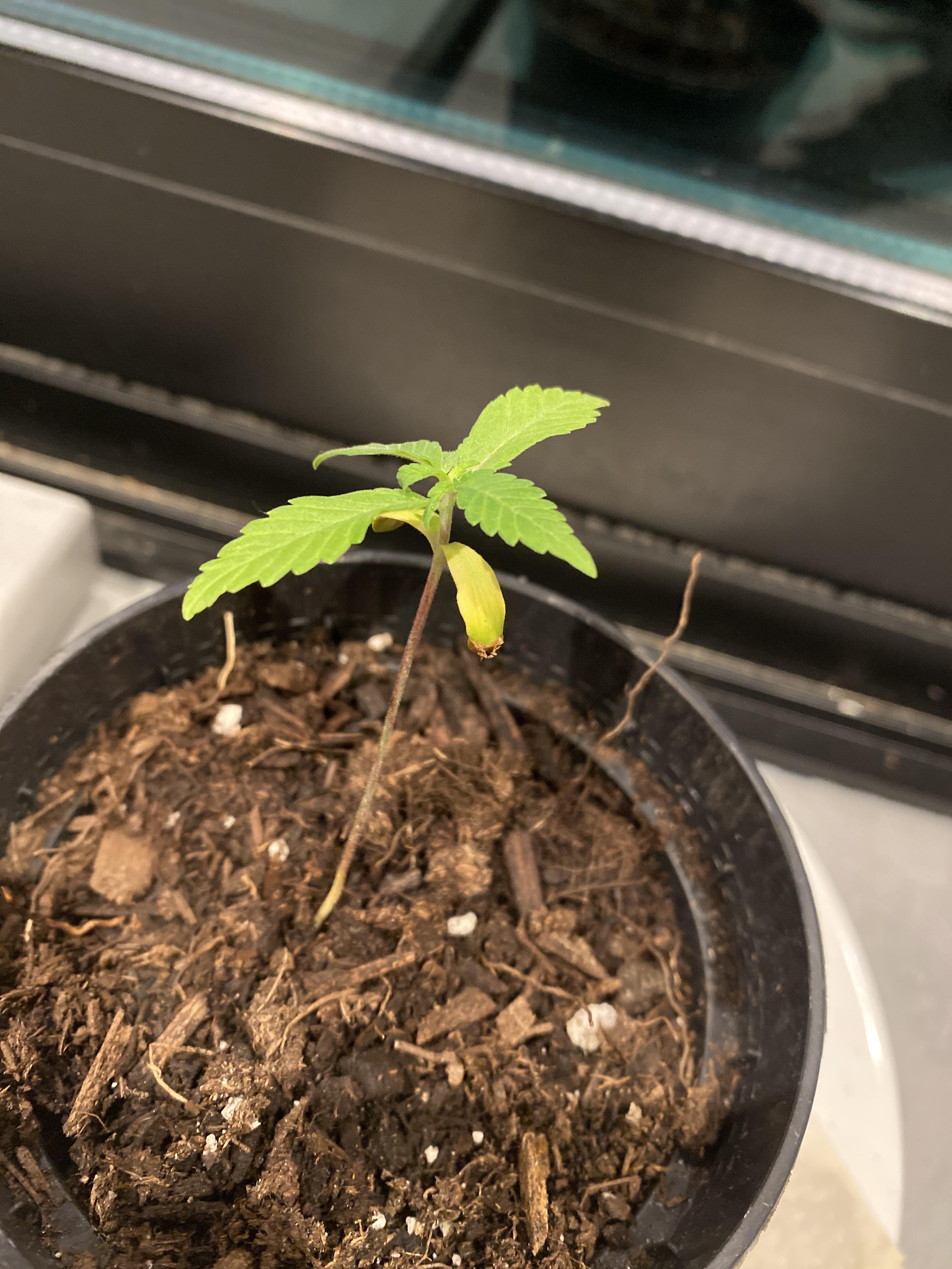 Plant was healthy until today, does anyone know what these