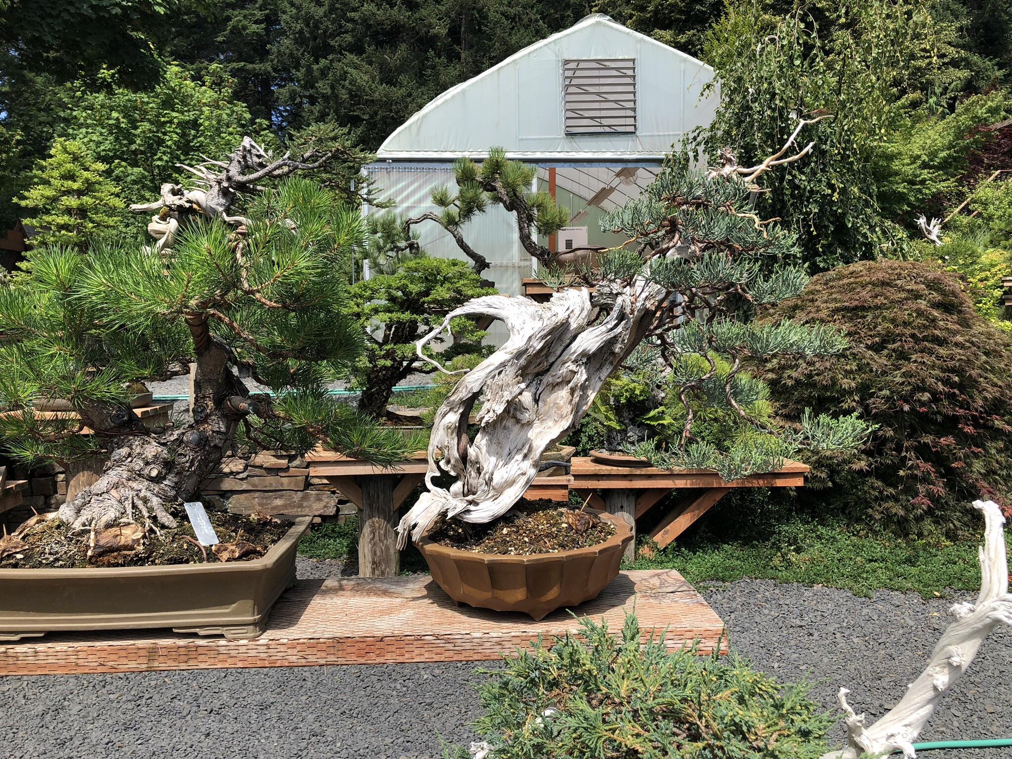 Bonsai mirai r/Bonsai