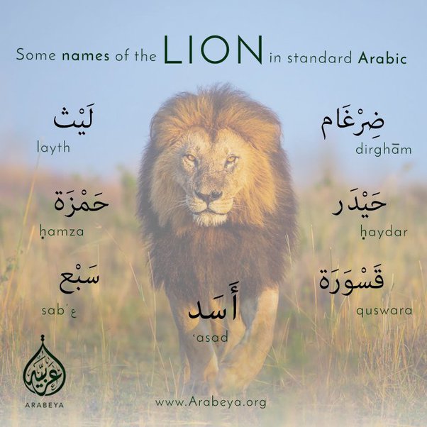 Did you know that lions used to live in arabia? they are mentioned hundreds of times in pre and