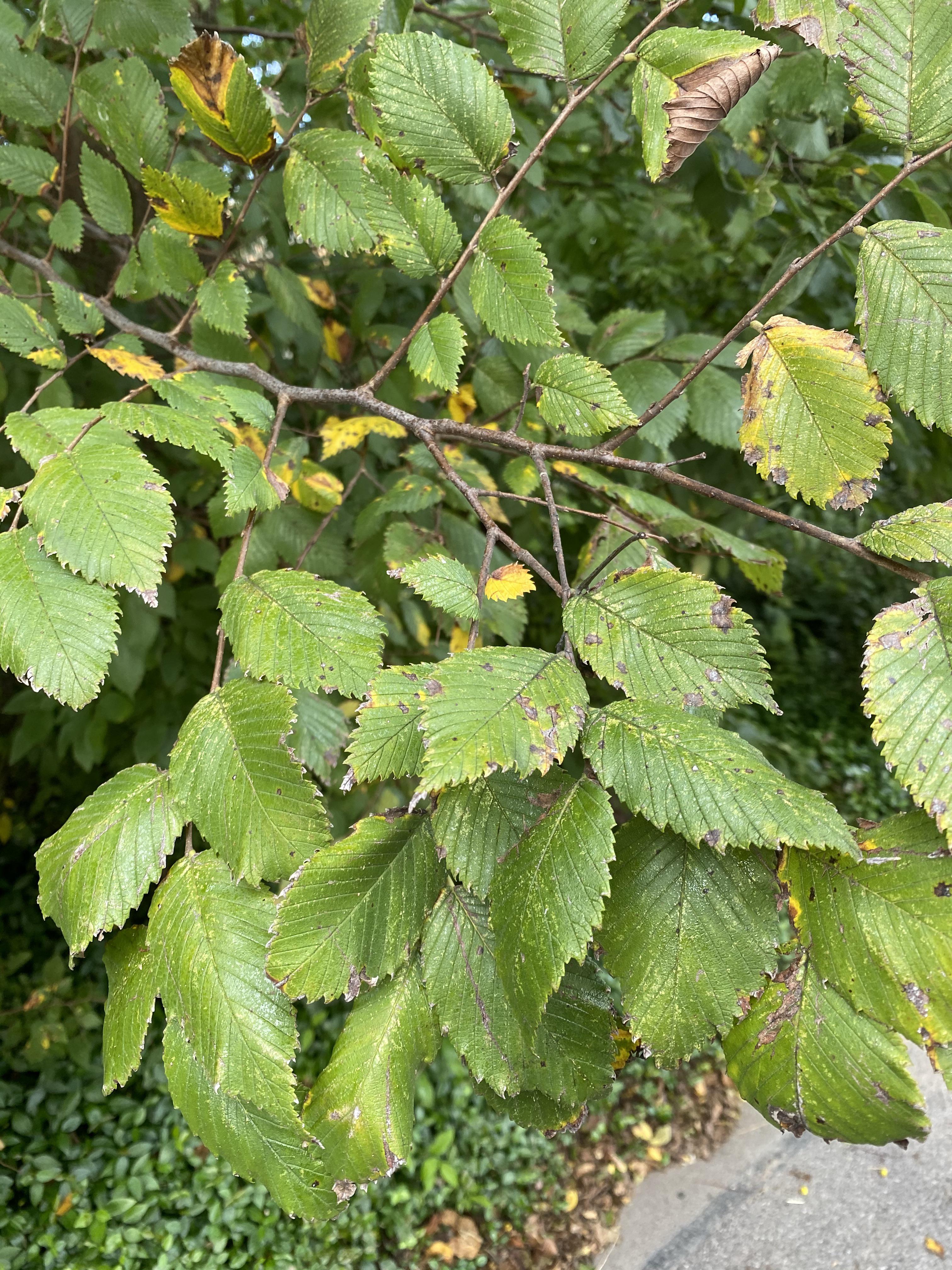 Small tree zone 8b, leaves feel like coarse sandpaper, seedlings spread