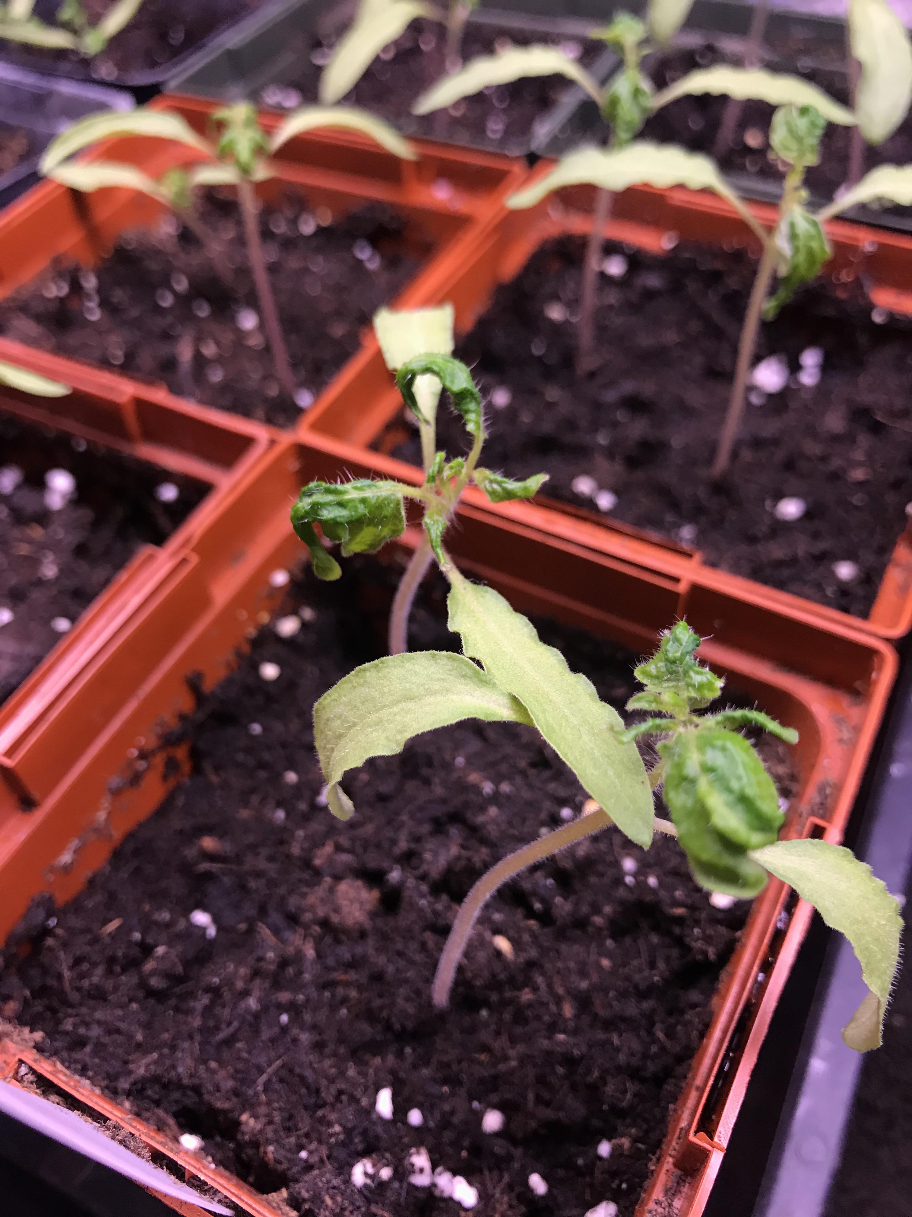 Tomato seedling leaf curl, please help! r/vegetablegardening