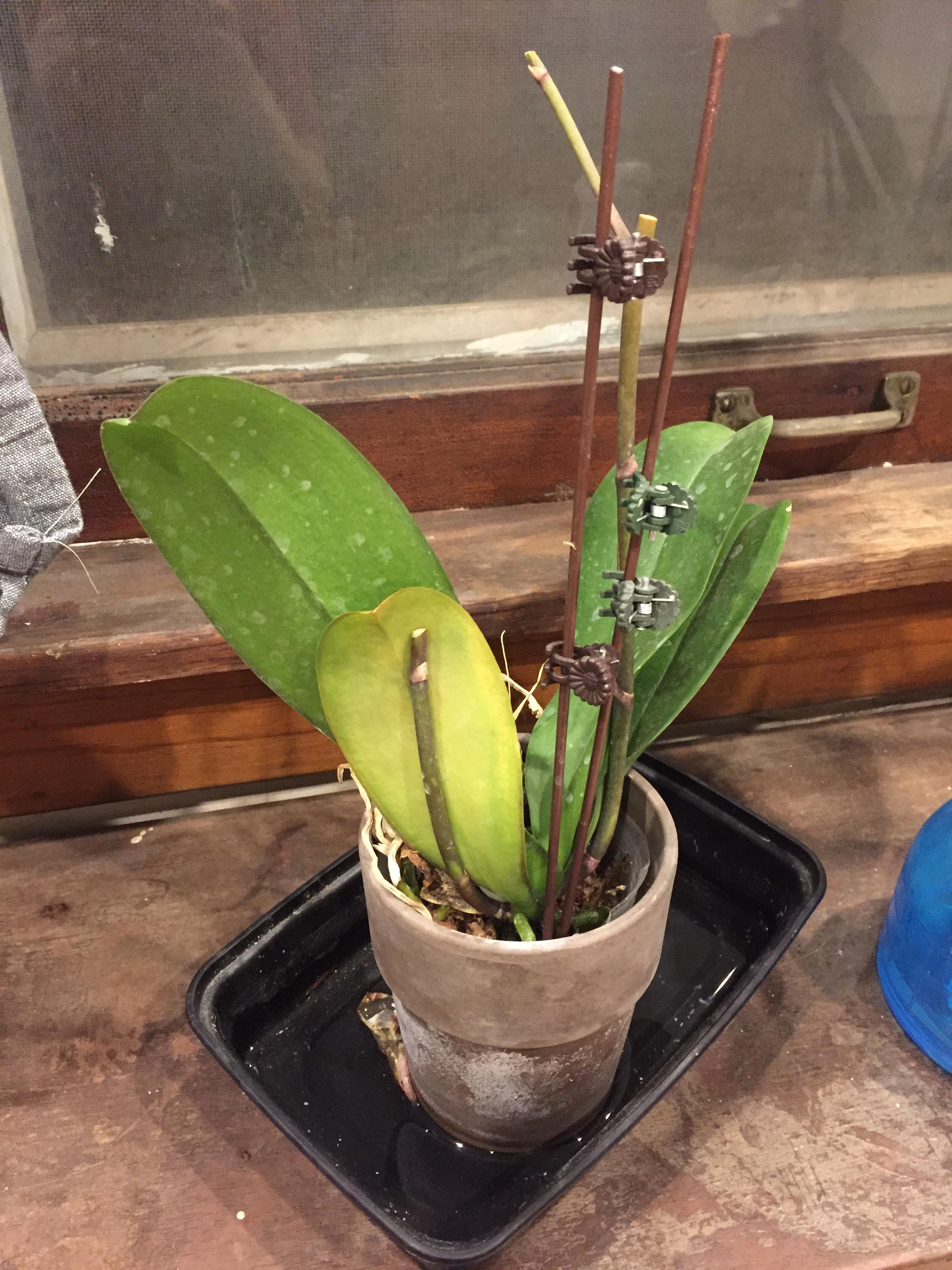 Can this orchid be saved? (Details in comments) r/orchids
