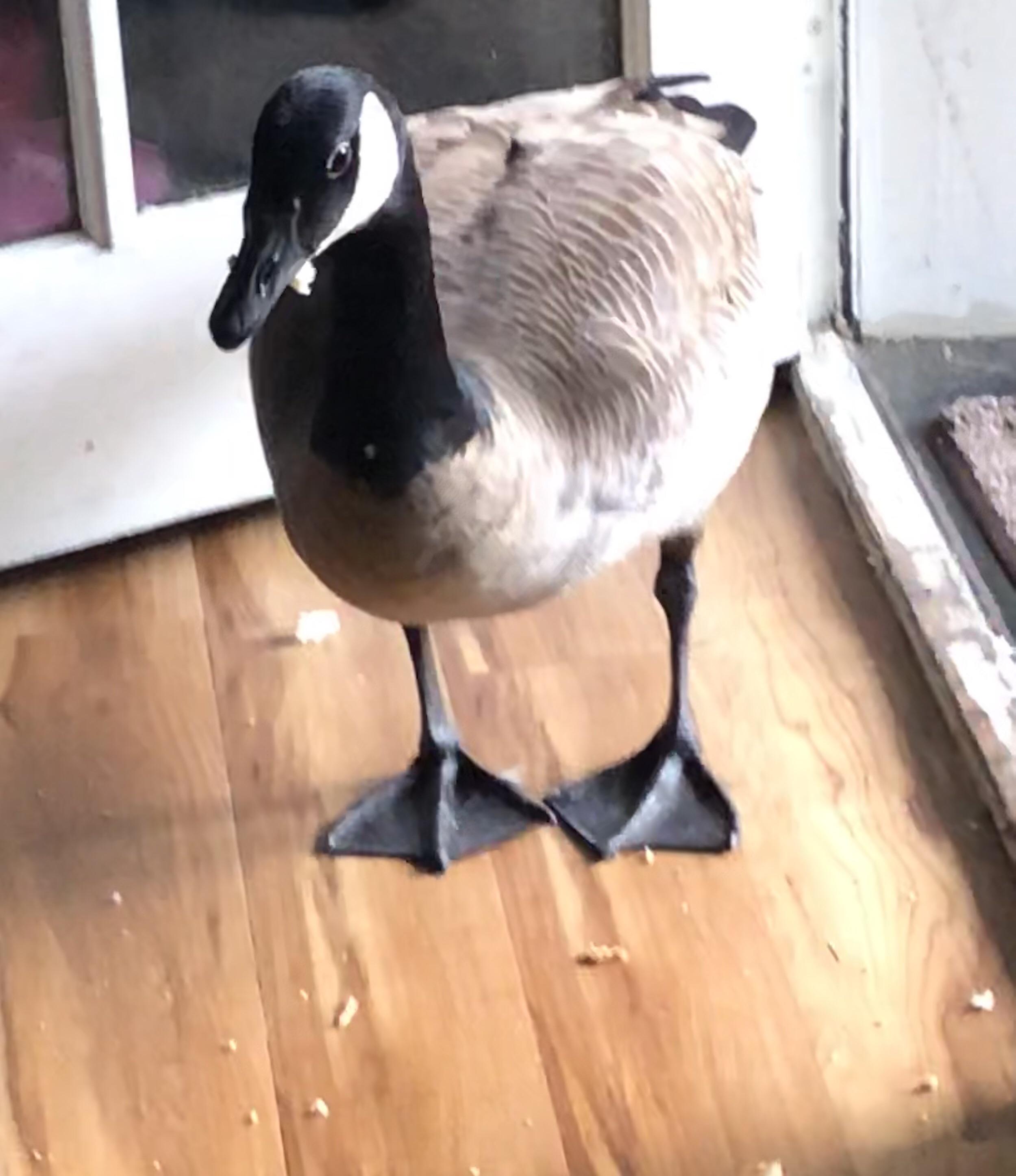 There’s a geese in my house LOL (he likes going inside the house) r/geese