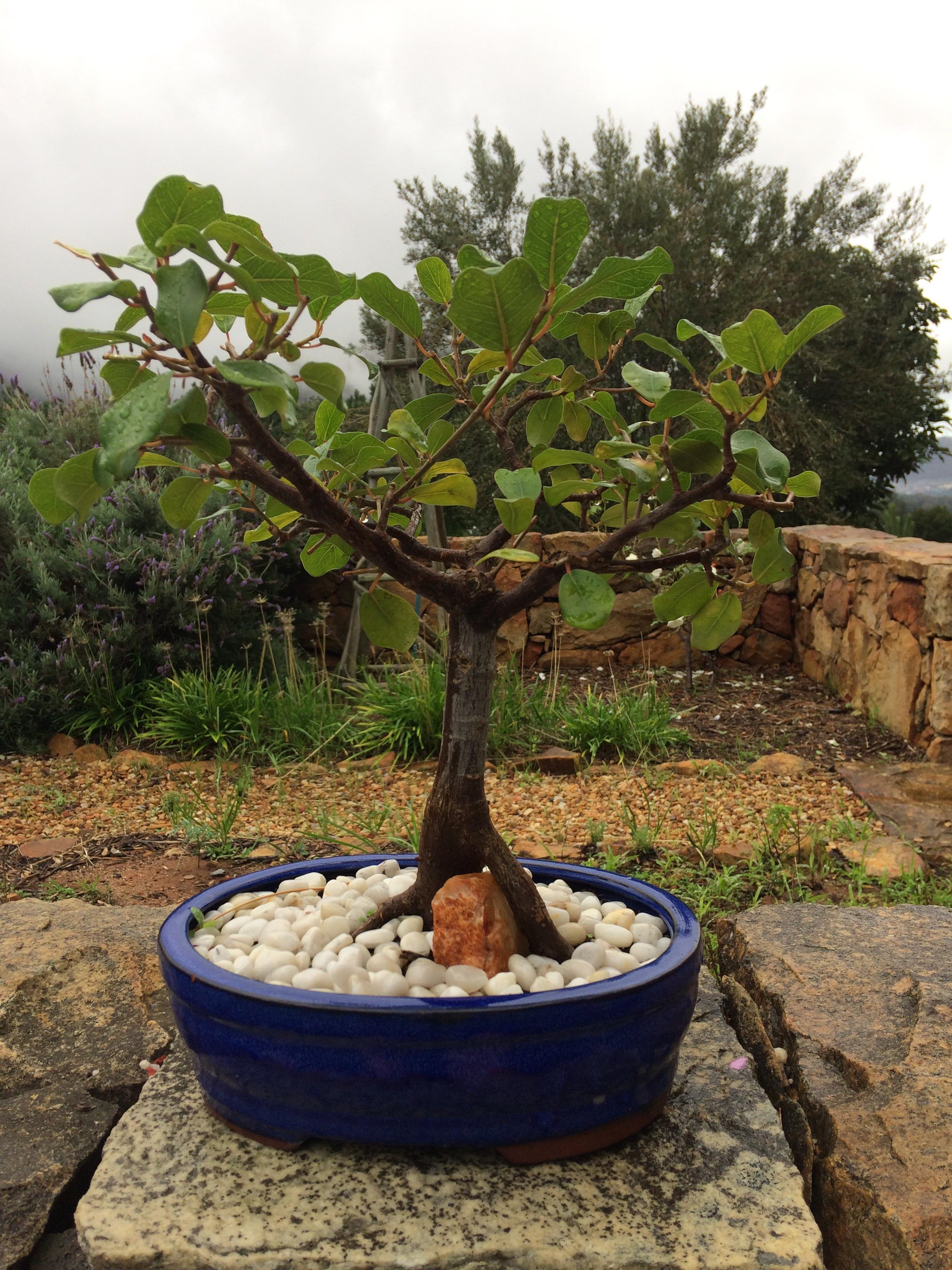 My wild fig (ficus natalensis) enjoying the rain in Cape Town r/Bonsai
