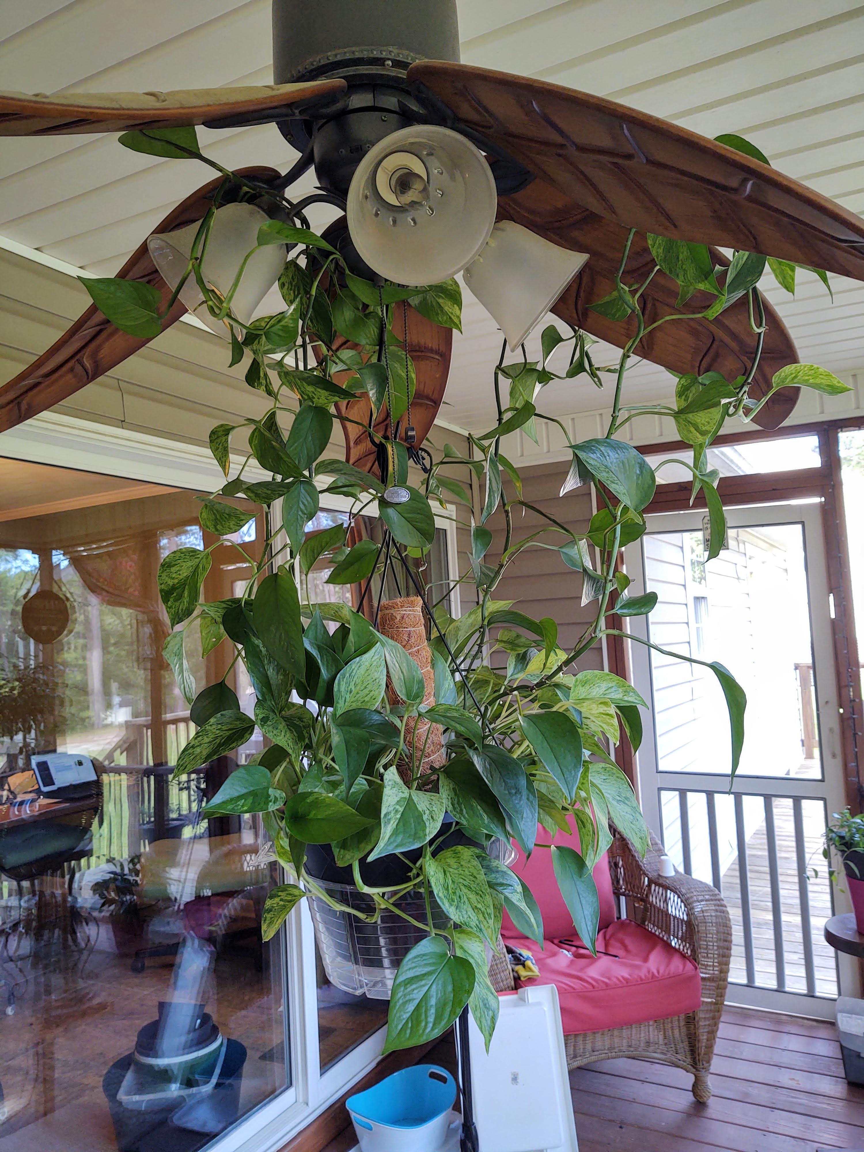 Are you a Pothos "Fan?" r/houseplants