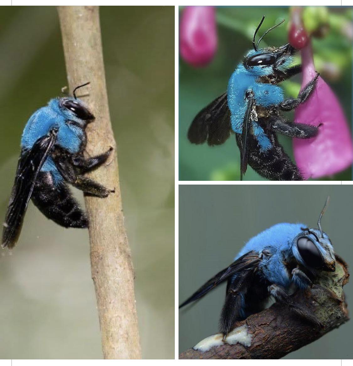Blue Carpenter Bee from Southeast Asia (Xylocopa caerulea) r/AnimalPorn