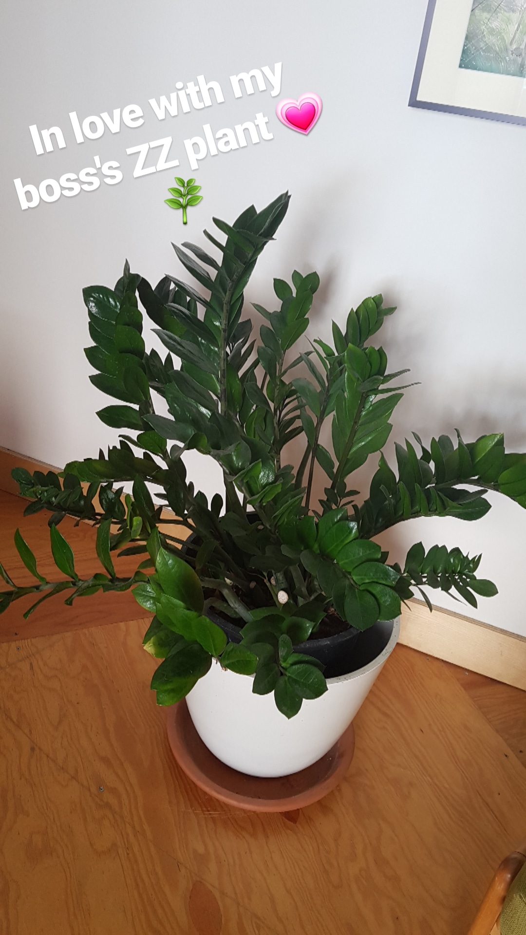 This ZZ plant in my office makes me so dang happy