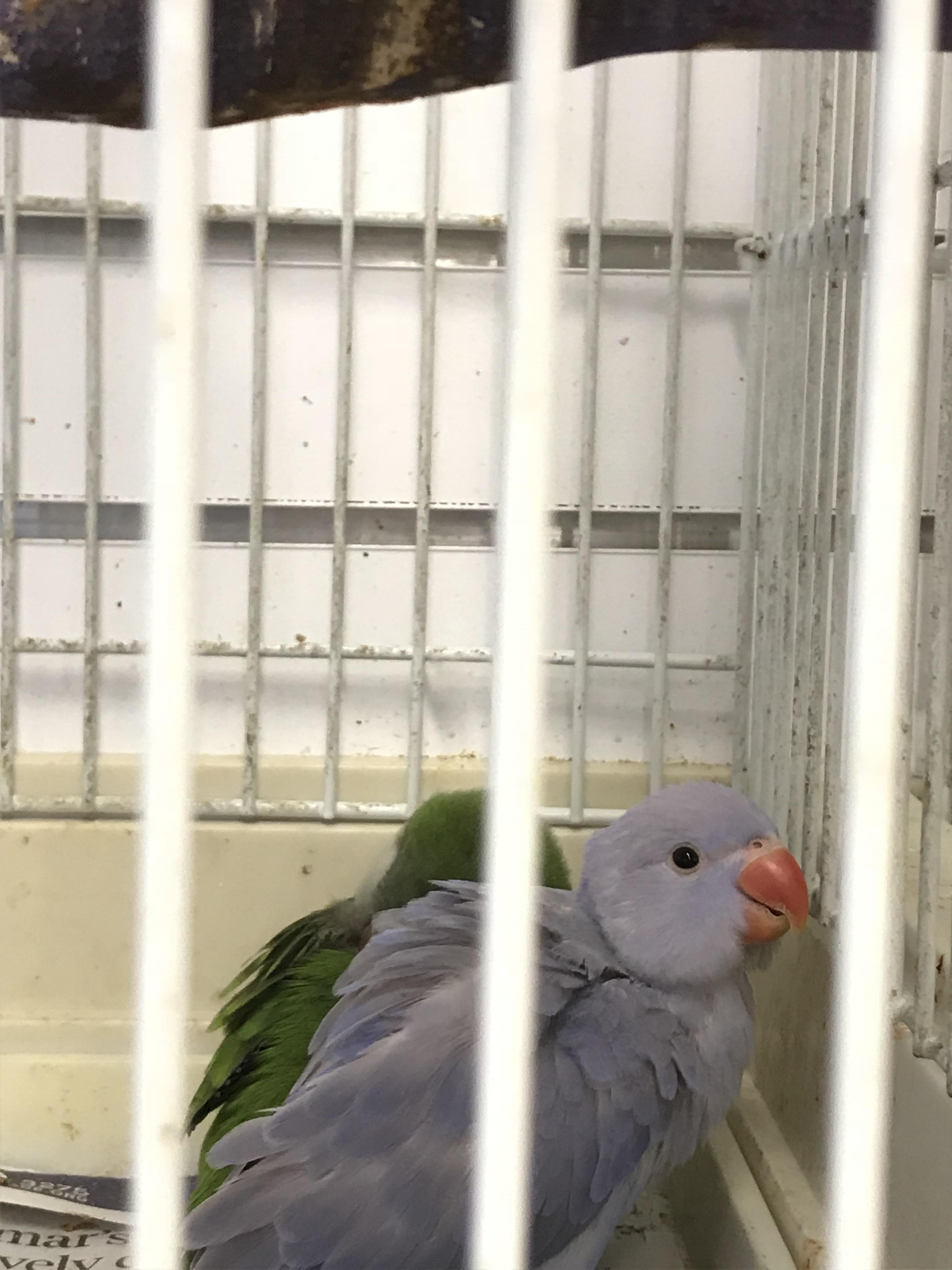 In around a month I will get to take this baby home! Cinnamon Violet