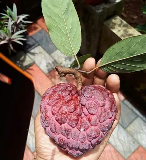 Fruit Trees Home Gardening Apple, Cherry, Pear, Plum Devil Fruit