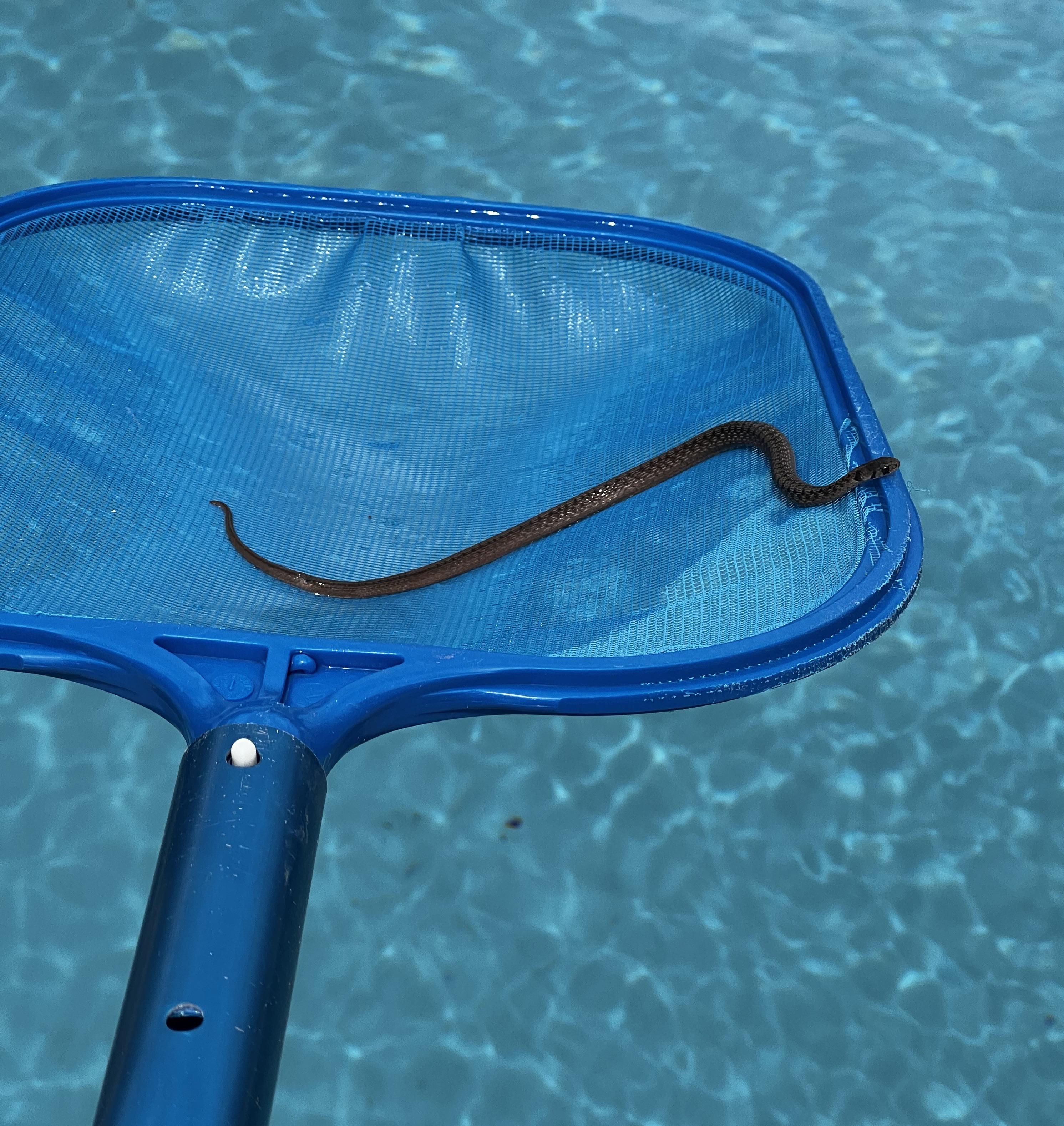 Found this guy in my skimmer basket. Trying to learn from you all. Is