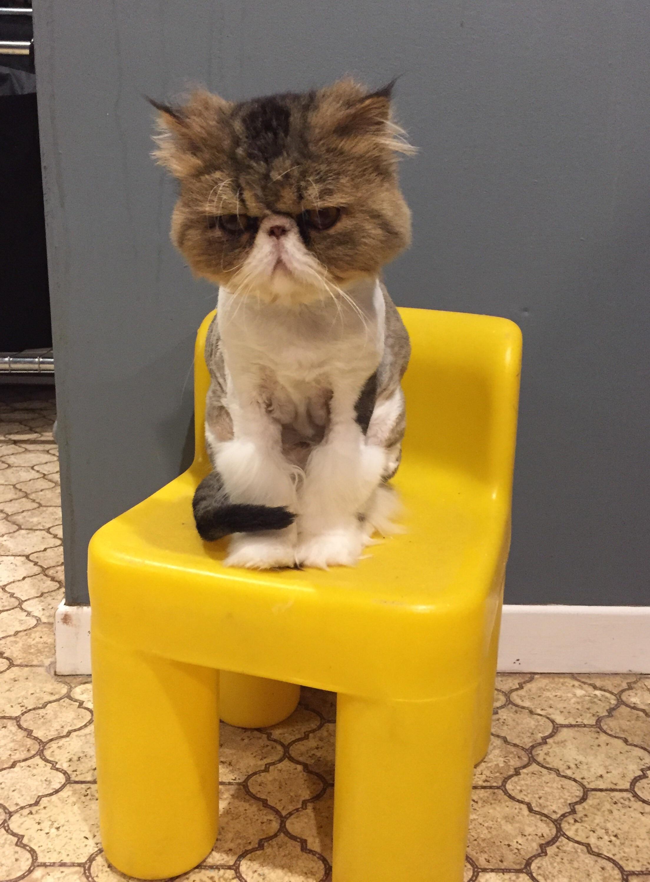 He cries to get into the bathroom then he waits here while I shower r