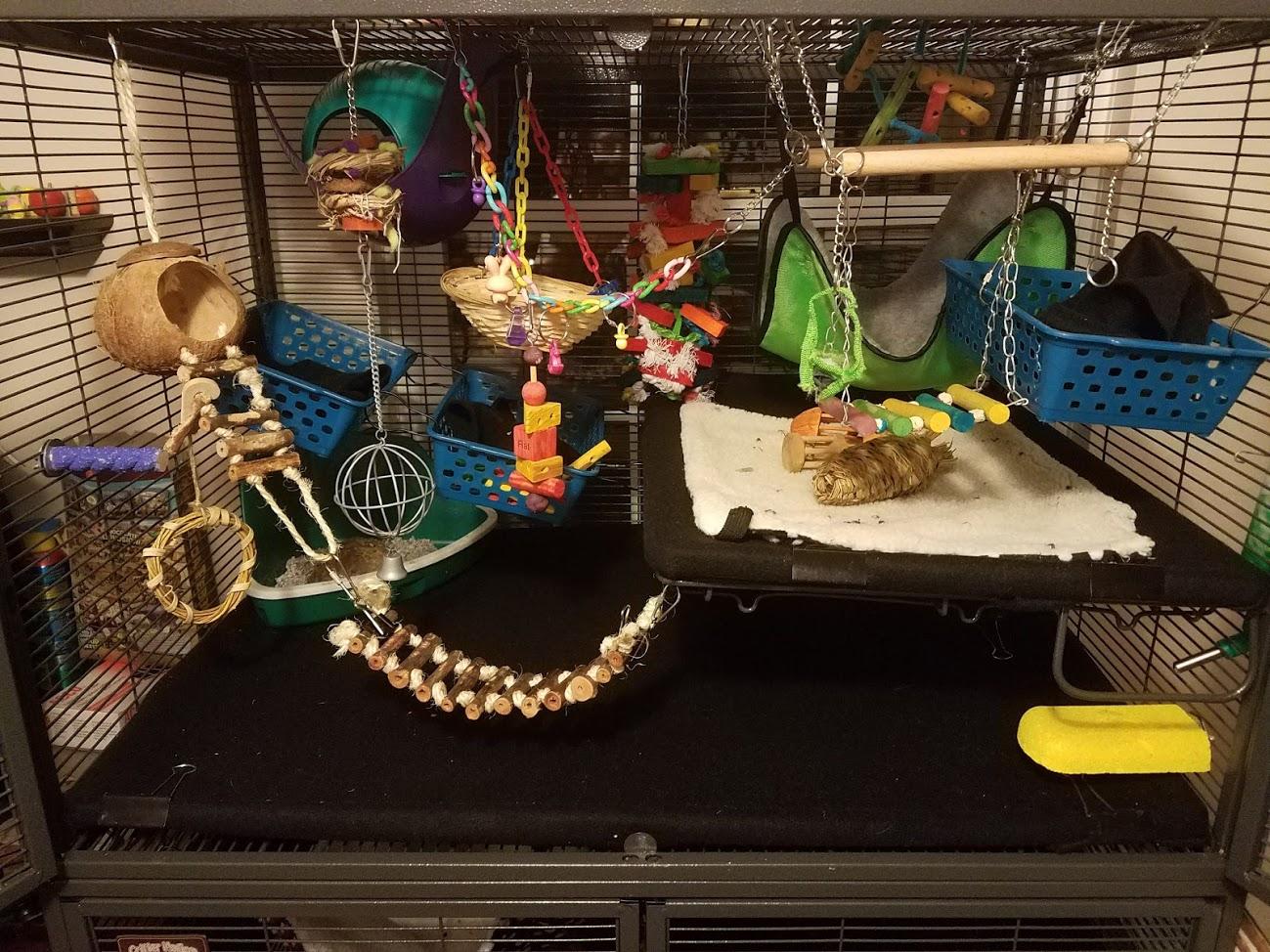 Just add rats! (New cage set up) Also Dig Box question???? r/RATS