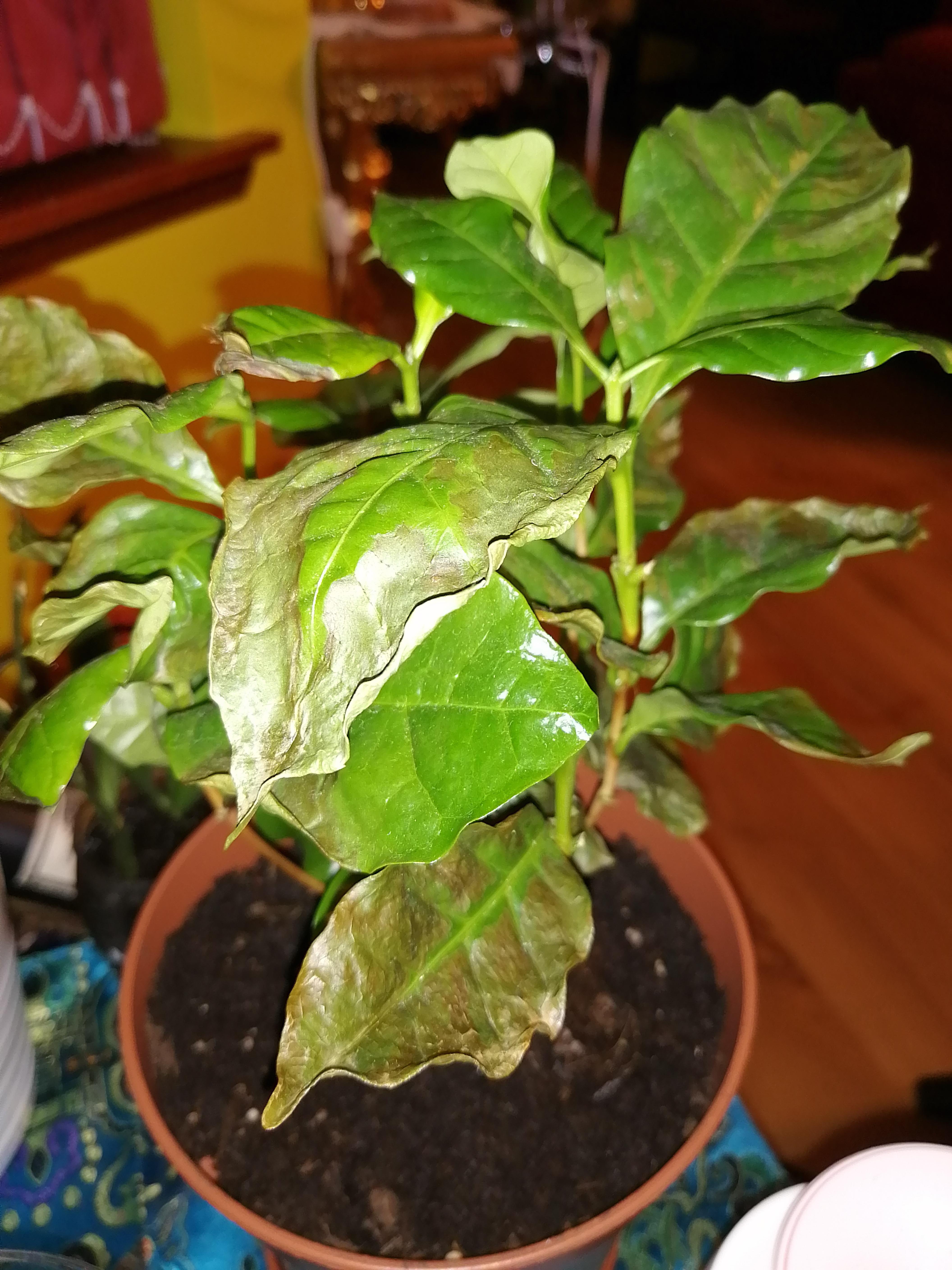 Help! My arabica coffee plant has brown spots and is wilting and has