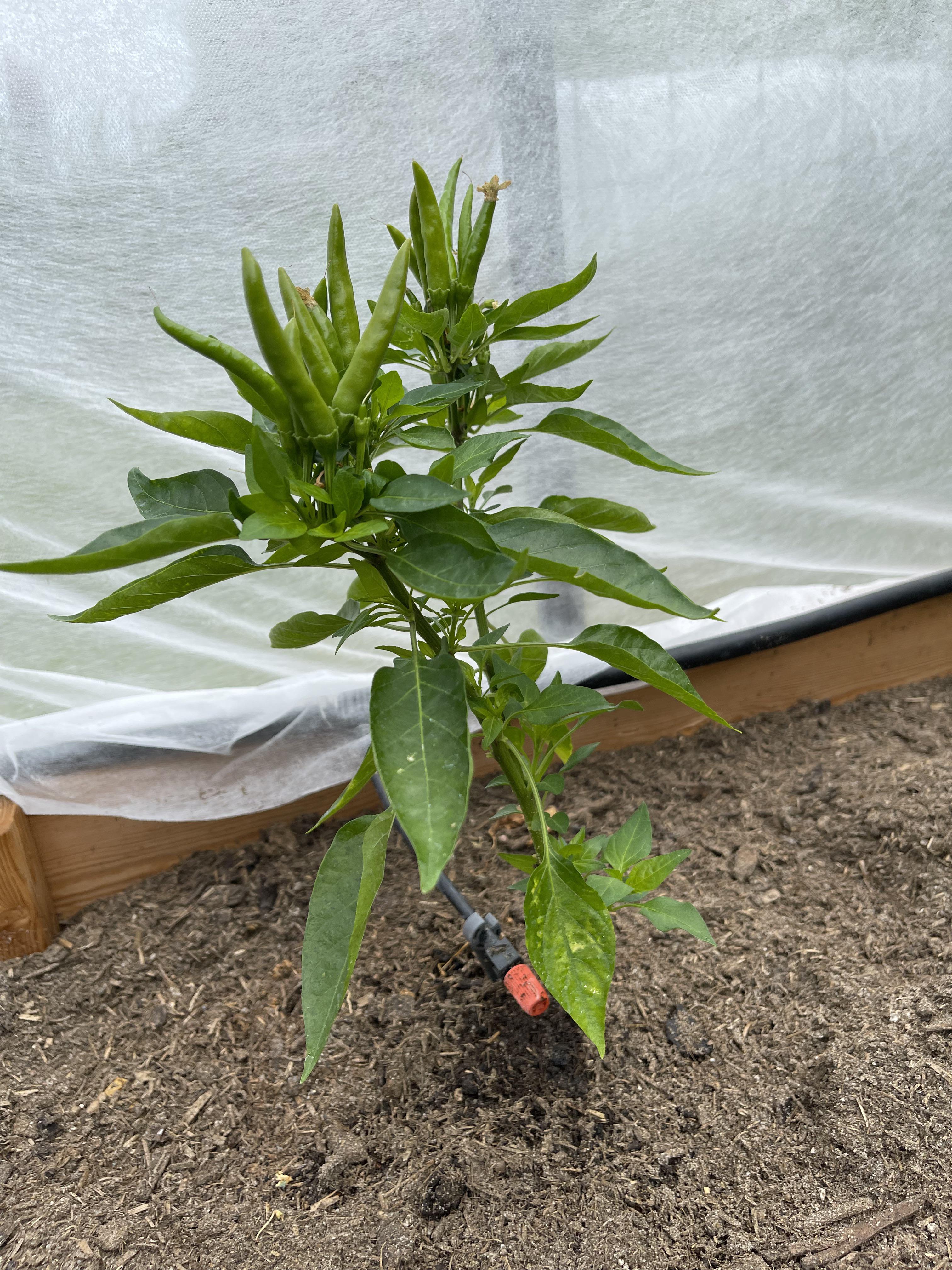 Chile de Arbol? I think not. Upright fruit? Might be time to switch