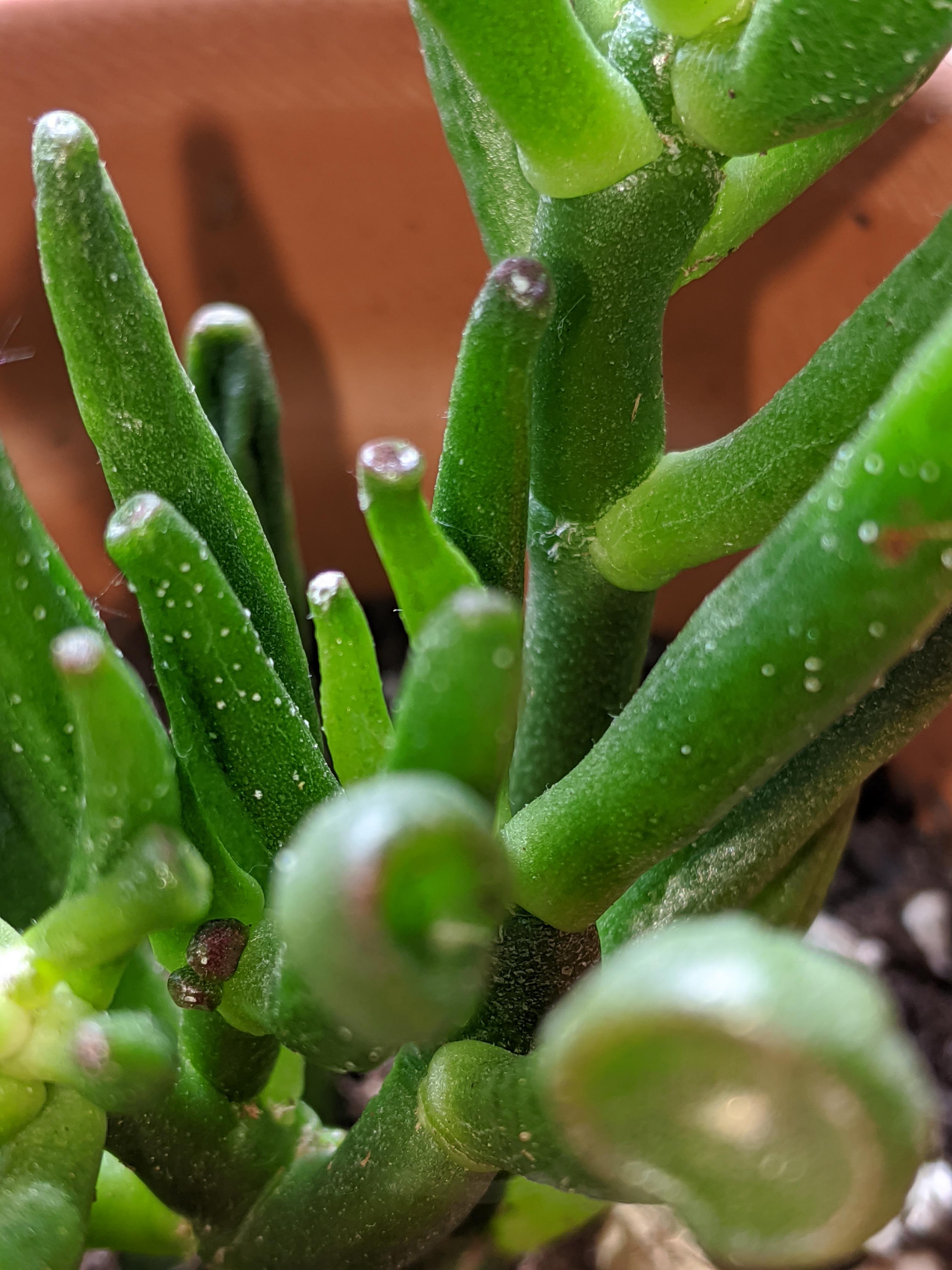 Should I be concerned about these white spots on my Jade? r/succulents