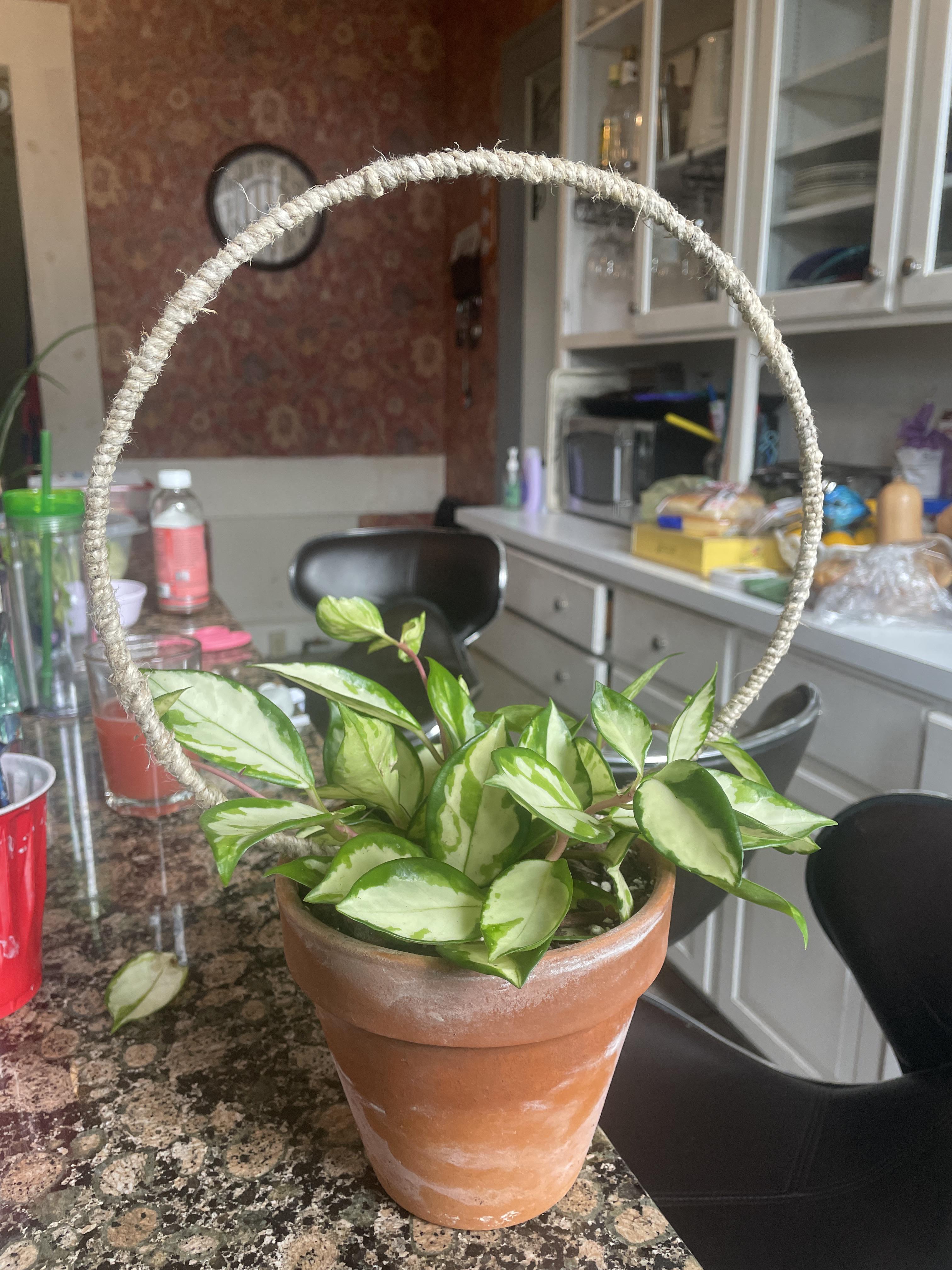 Diy twine trellis! r/hoyas