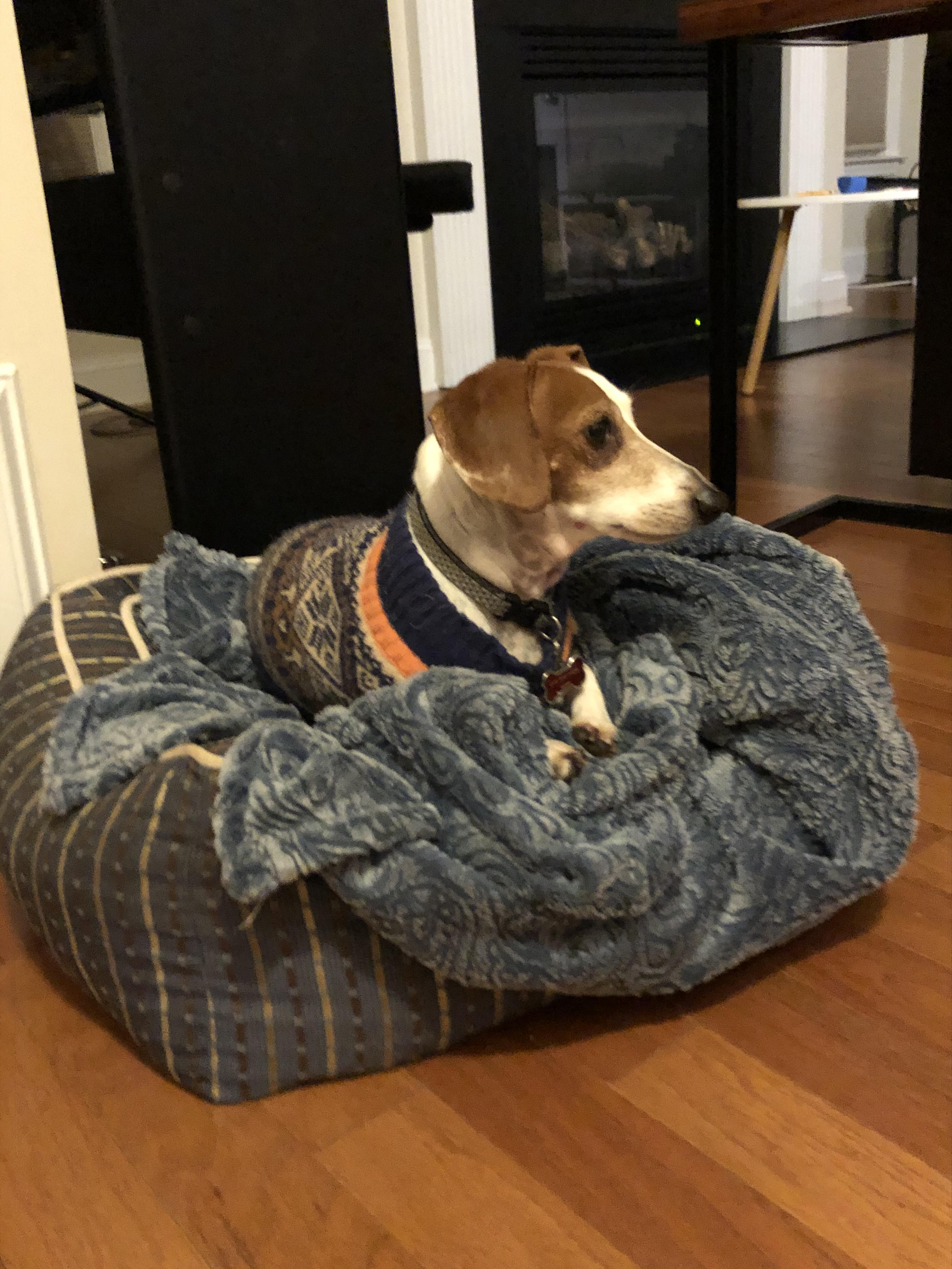 Best hardcore winter coat for a dachshund? r/Dachshund