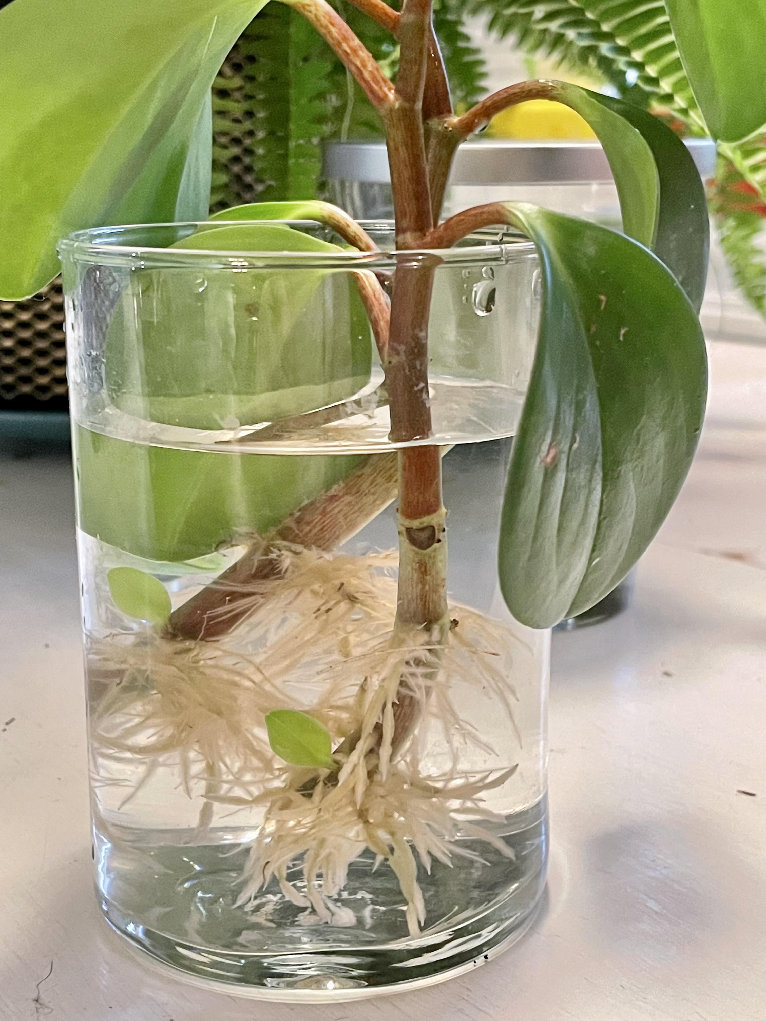 Propagating this baby rubber plant and just saw that he’s growing