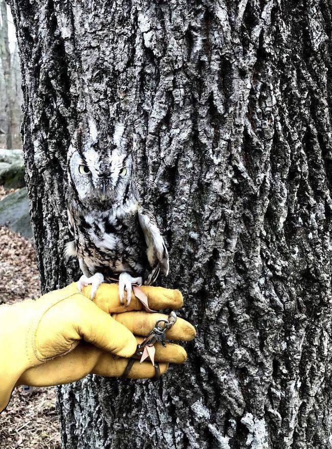 🔥 This owl perfect camouflage 🔥 r/NatureIsFuckingLit