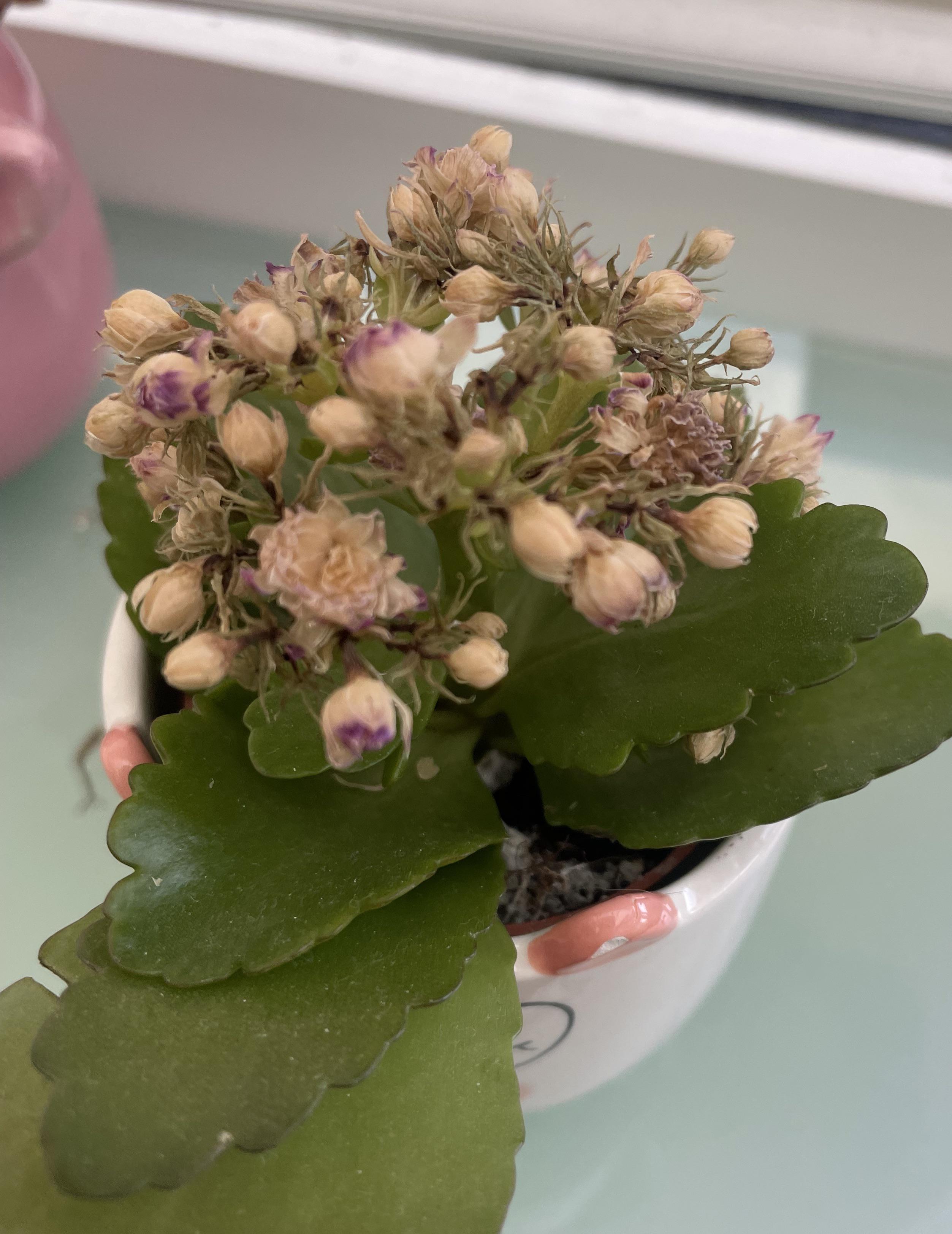 kalanchoe help! is this plant dead? r/houseplants