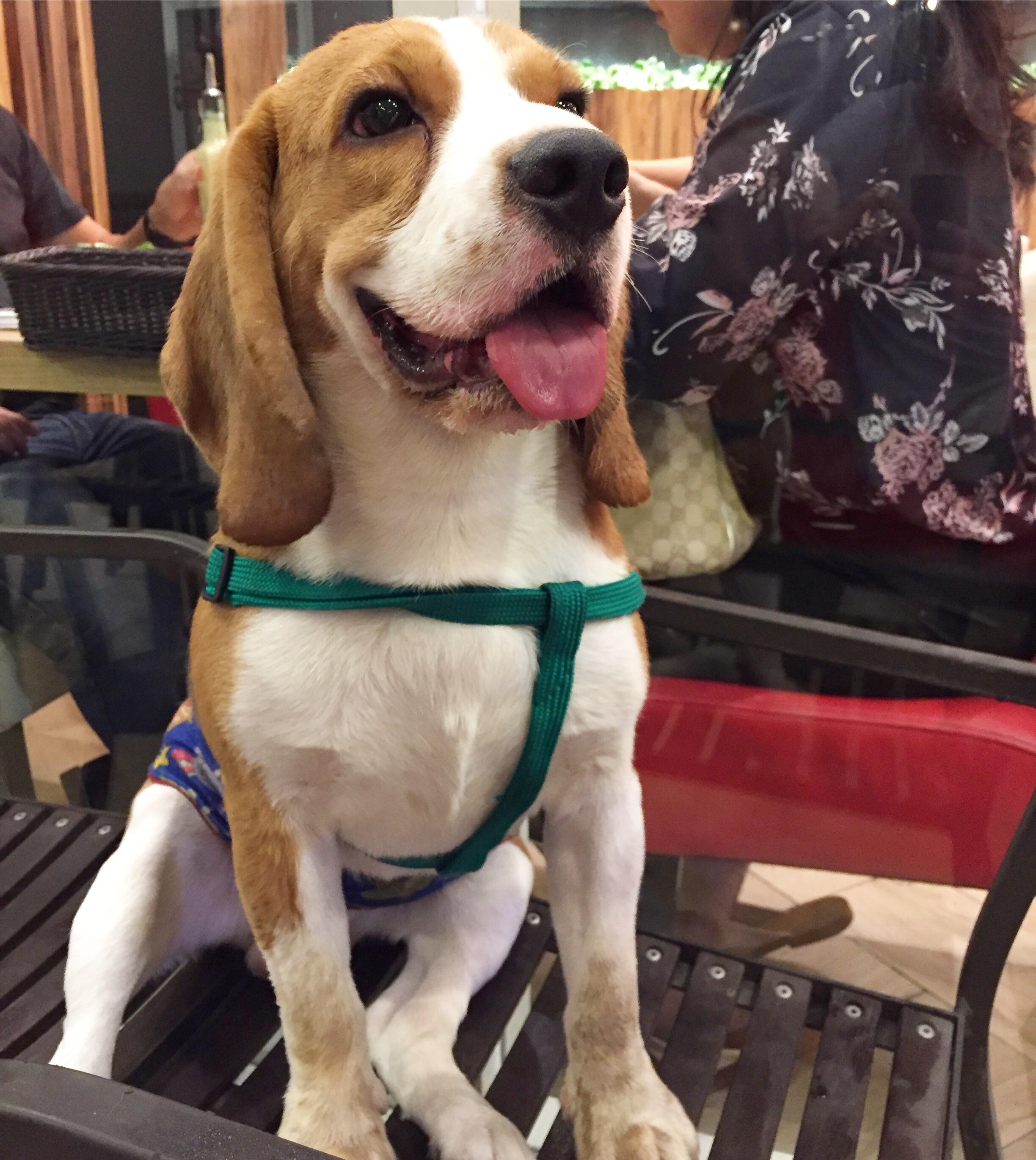 Bucky is an unusually quiet beagle (barely barks or howls) — anyone