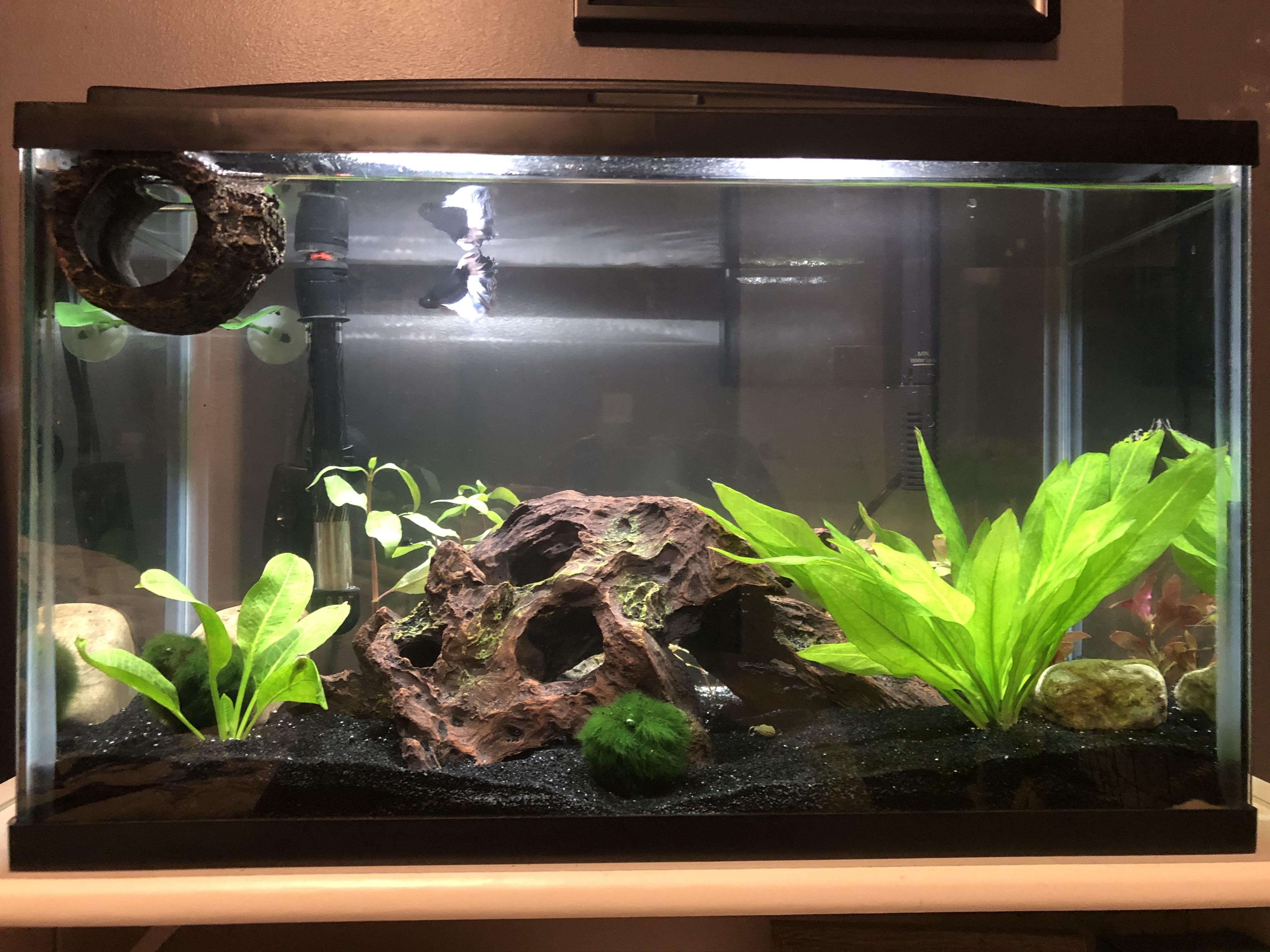 Quarantine called for a tank update. New centerpiece and two more live