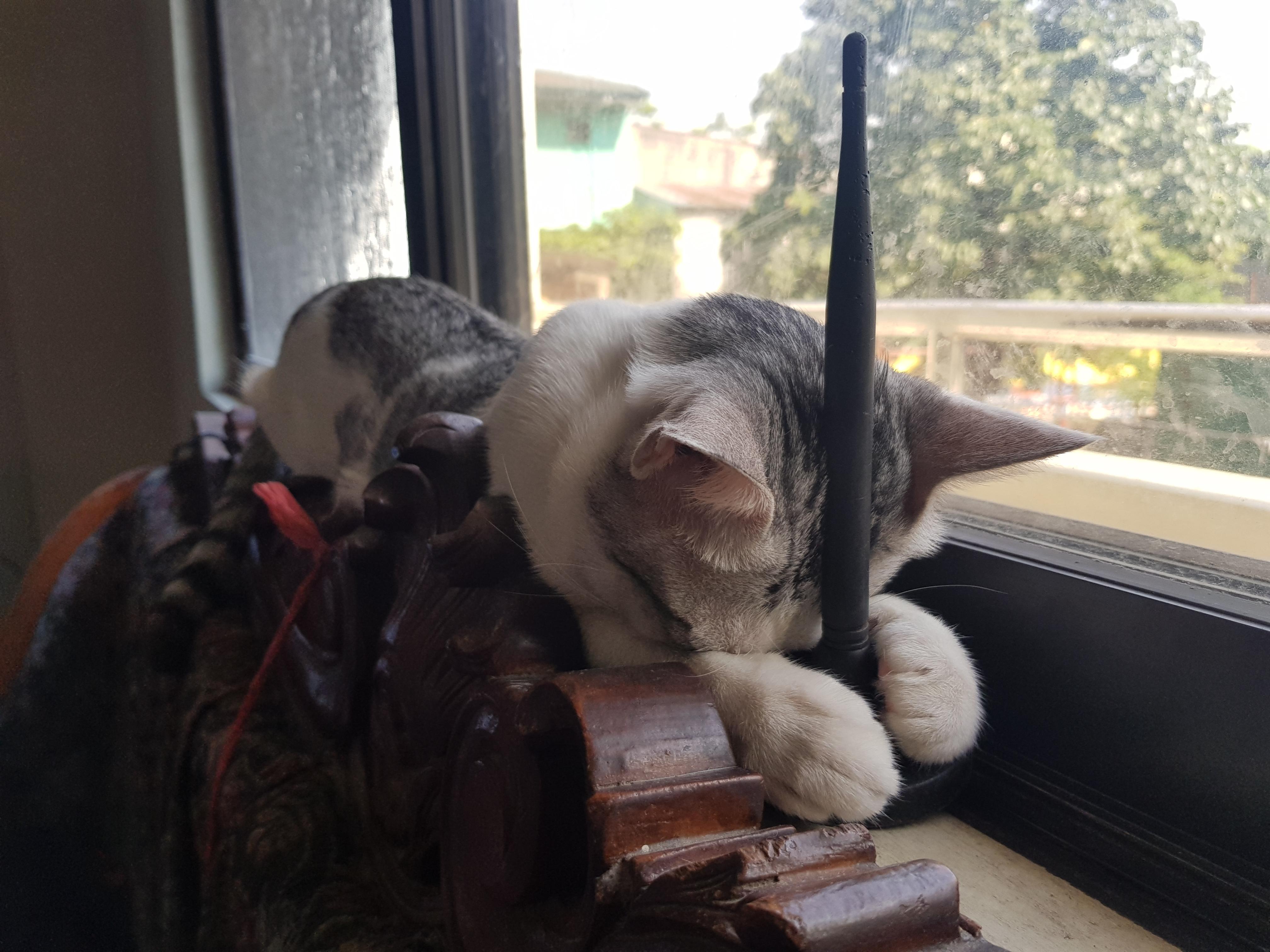 So this is how my cat sleeps r/cat