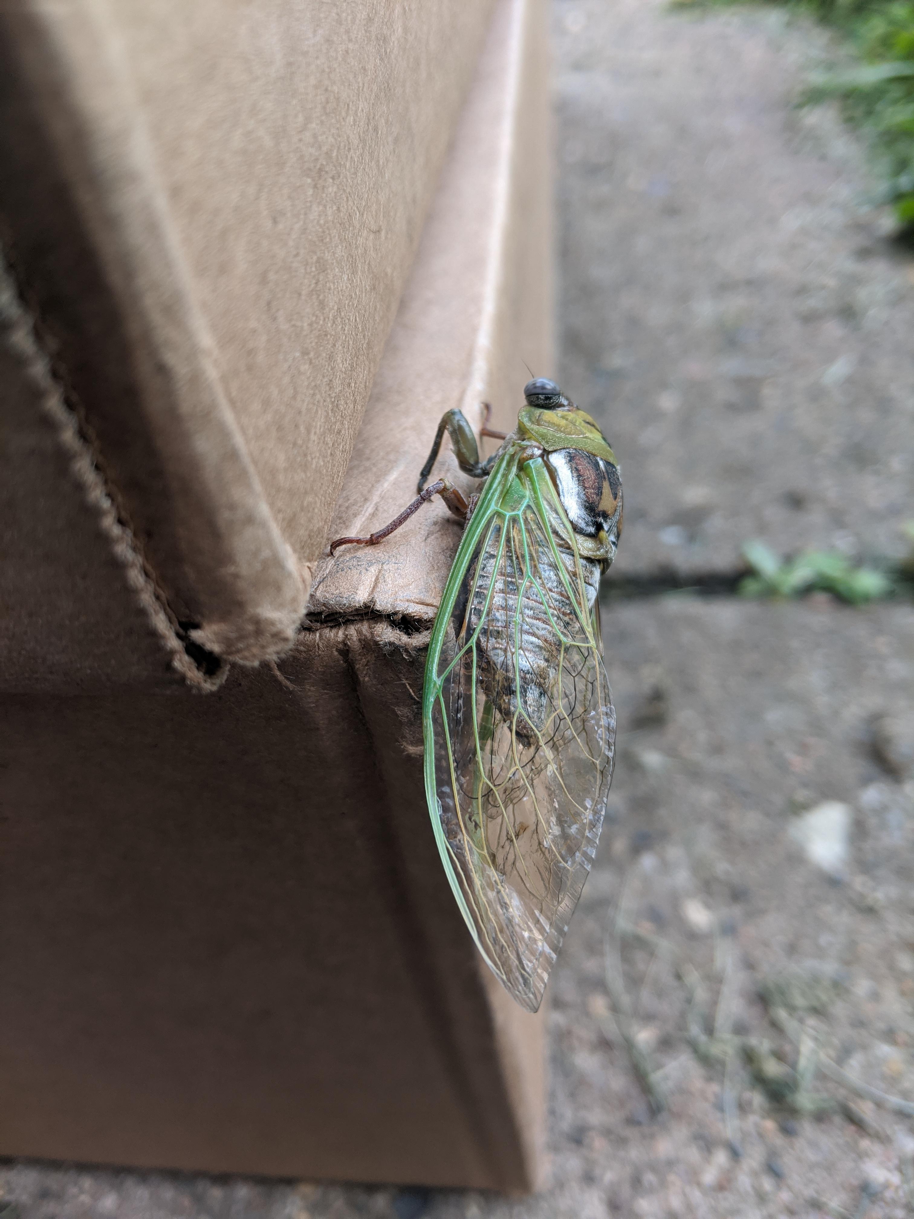 Your package has arrived. (Cicada, northeast Iowa) r/Entomology