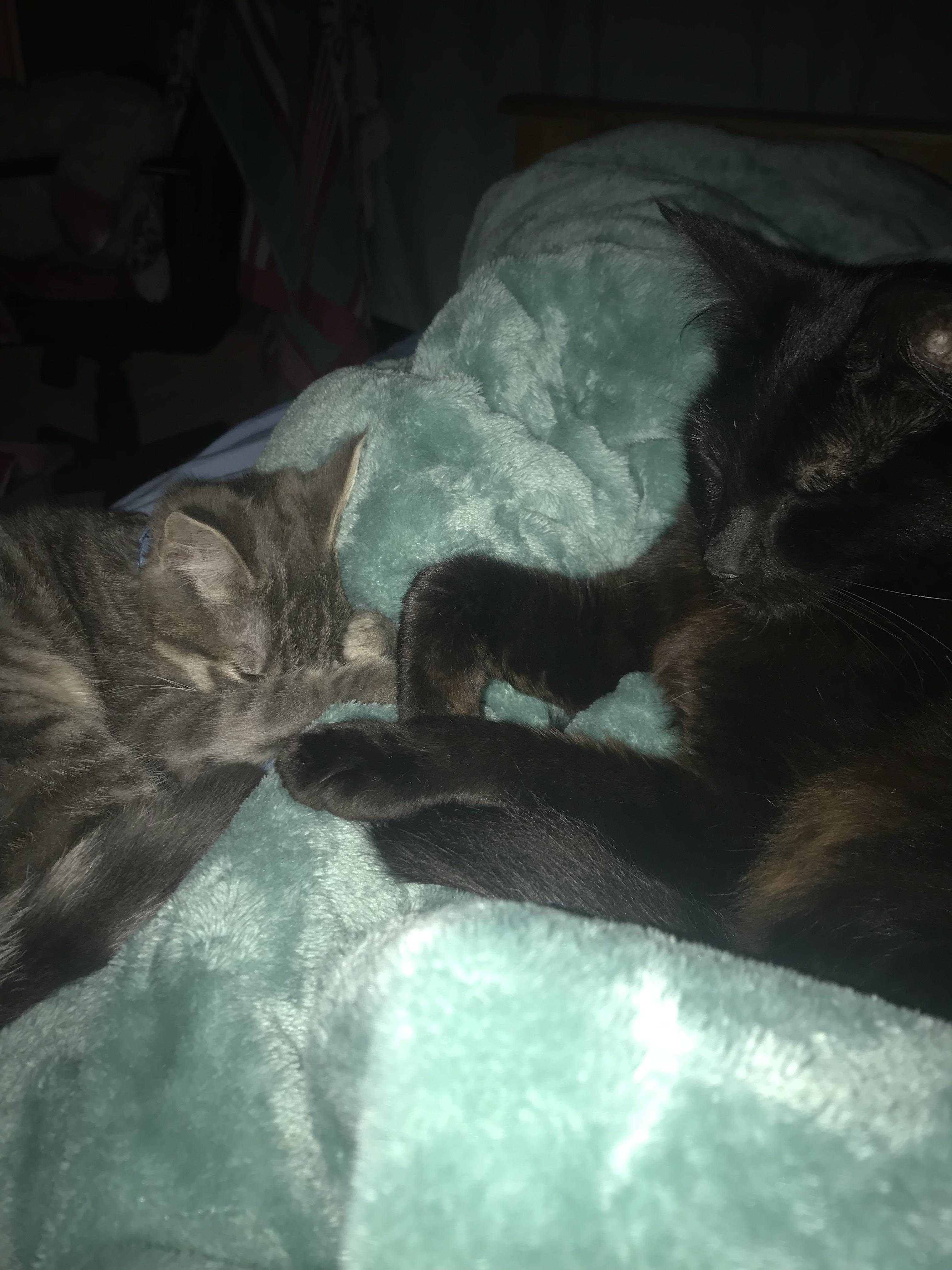 Fell asleep for about 2 hours and woke up to my kitten and her mum