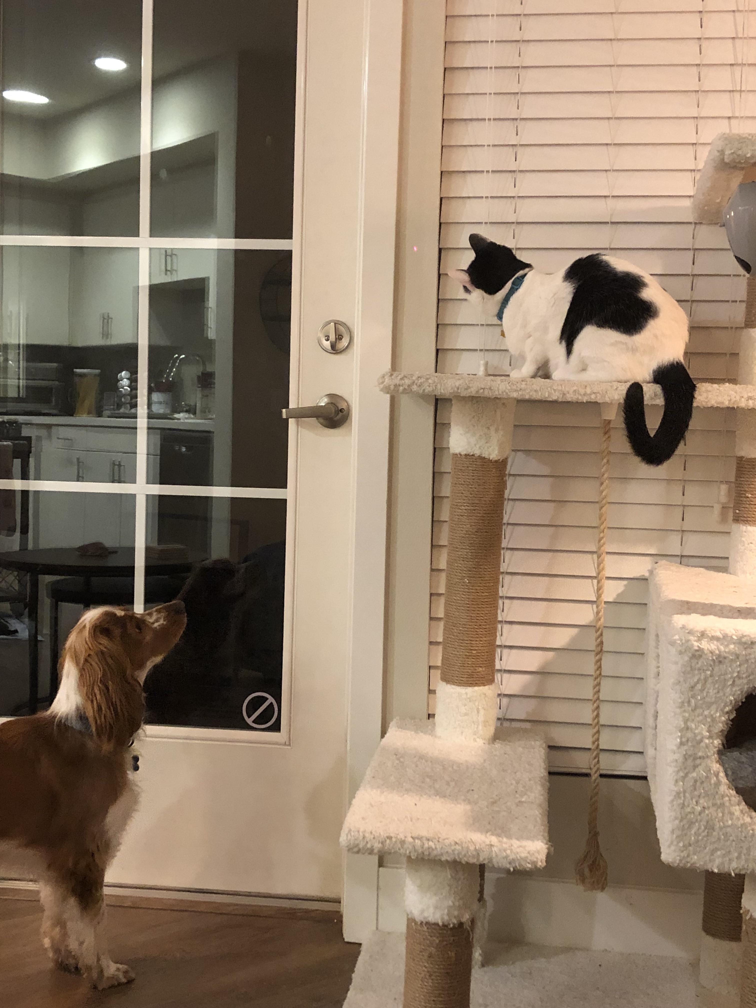 My dog MUST help my cat catch the red dot r/aww