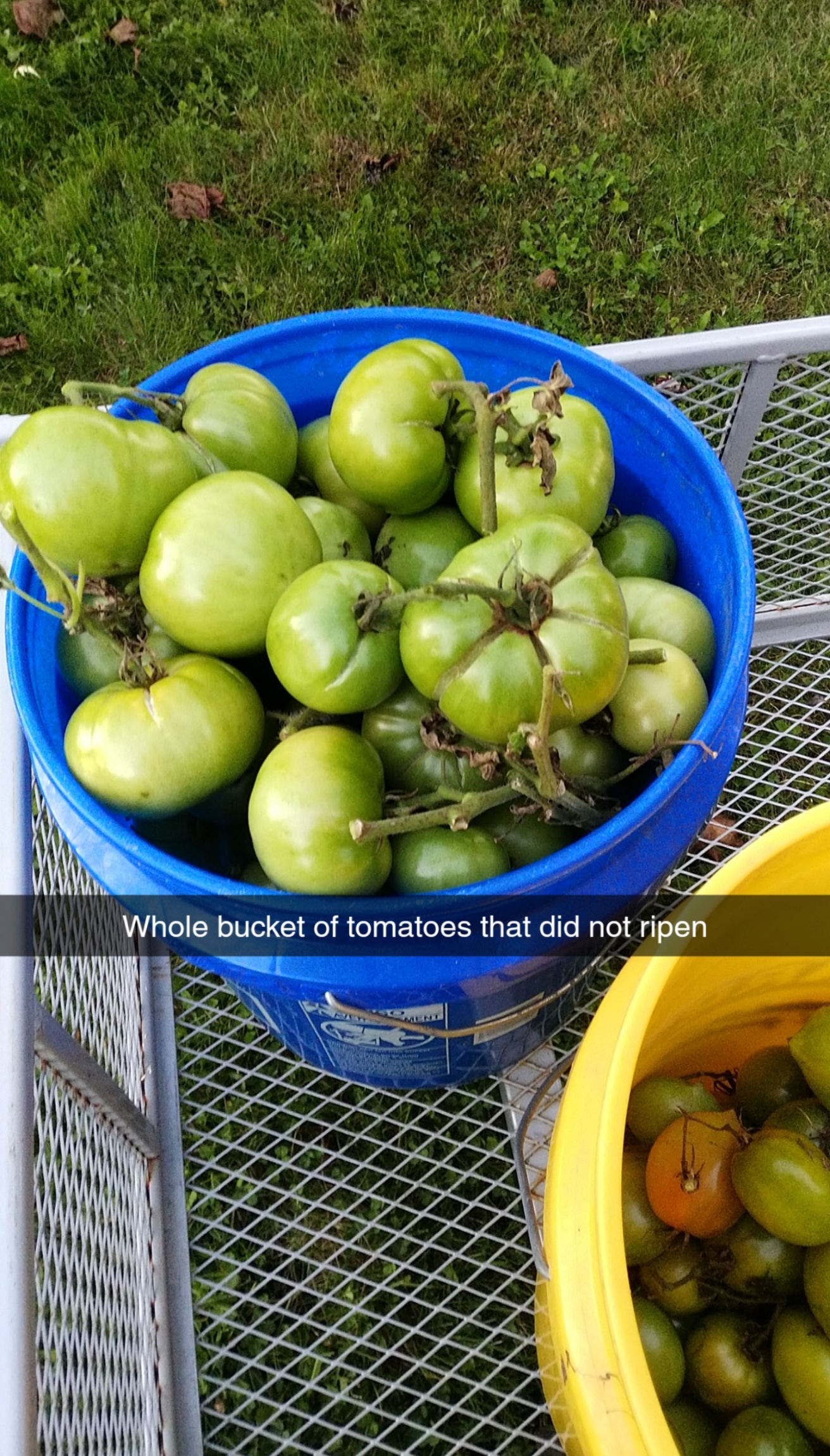 A while bucket of tomatoes that did not ripen in southwest Michigan