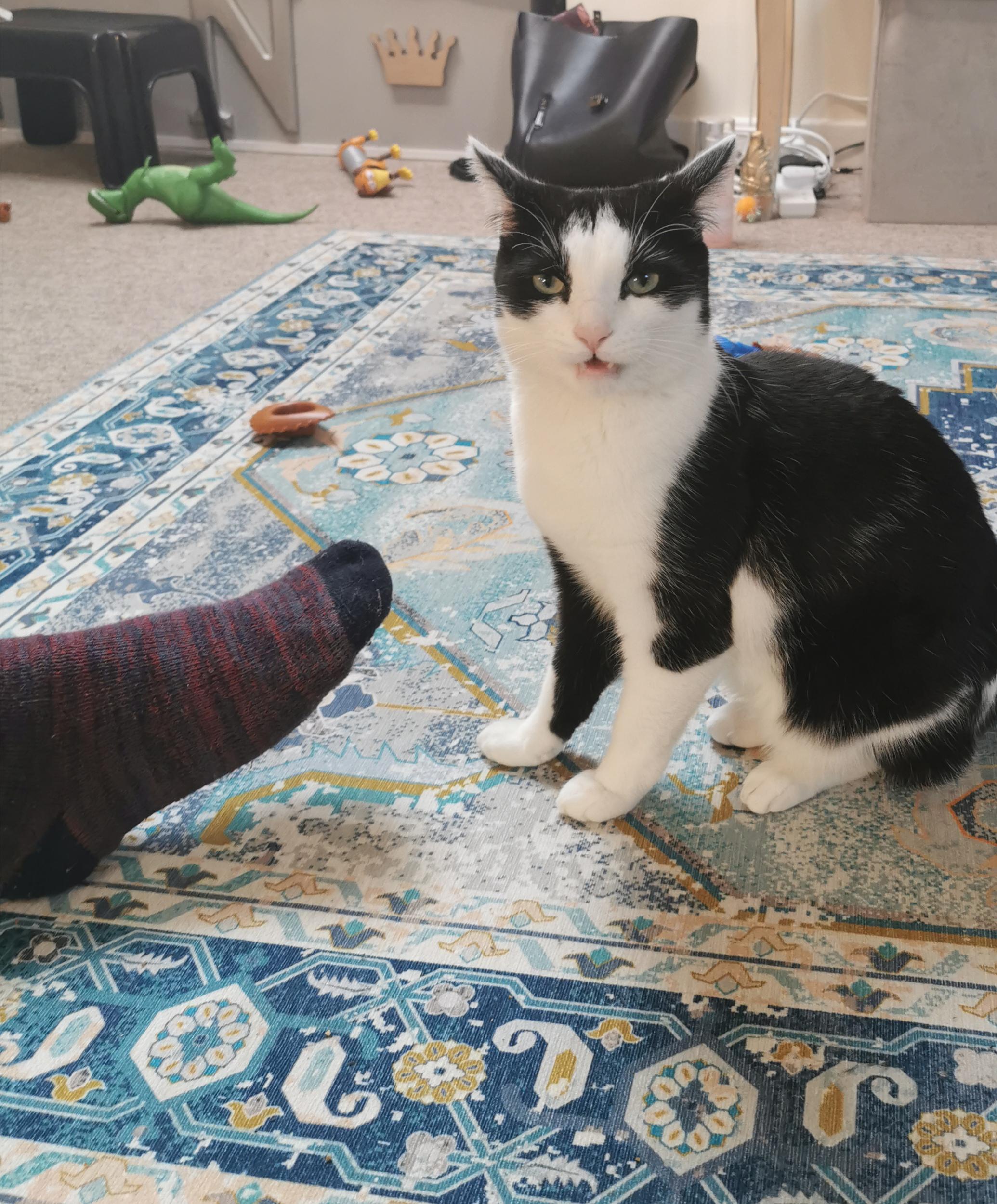 Finally caught my cats reaction to smelling any foot r/cat