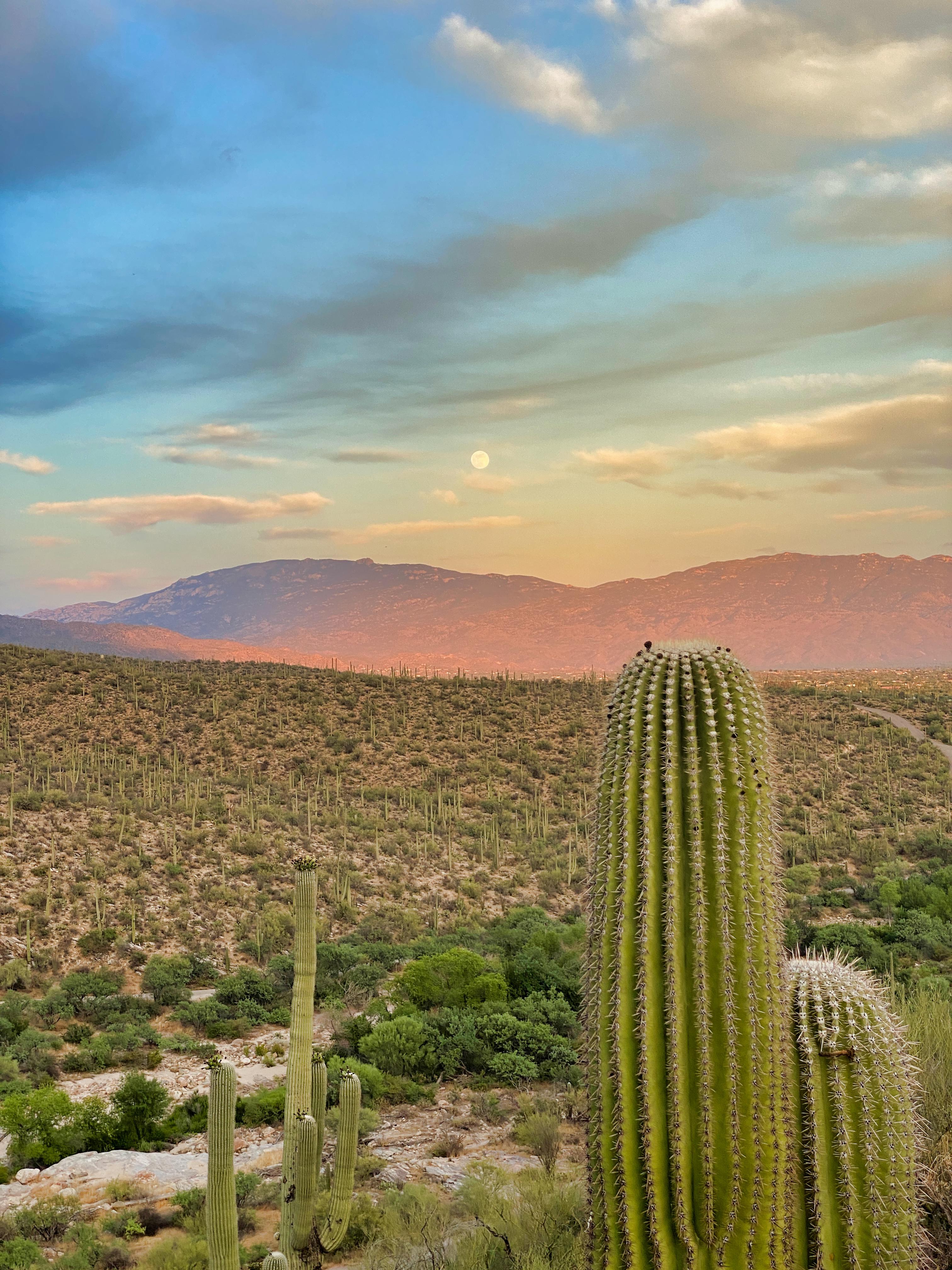 Sabino Canyon at it's finest r/Tucson